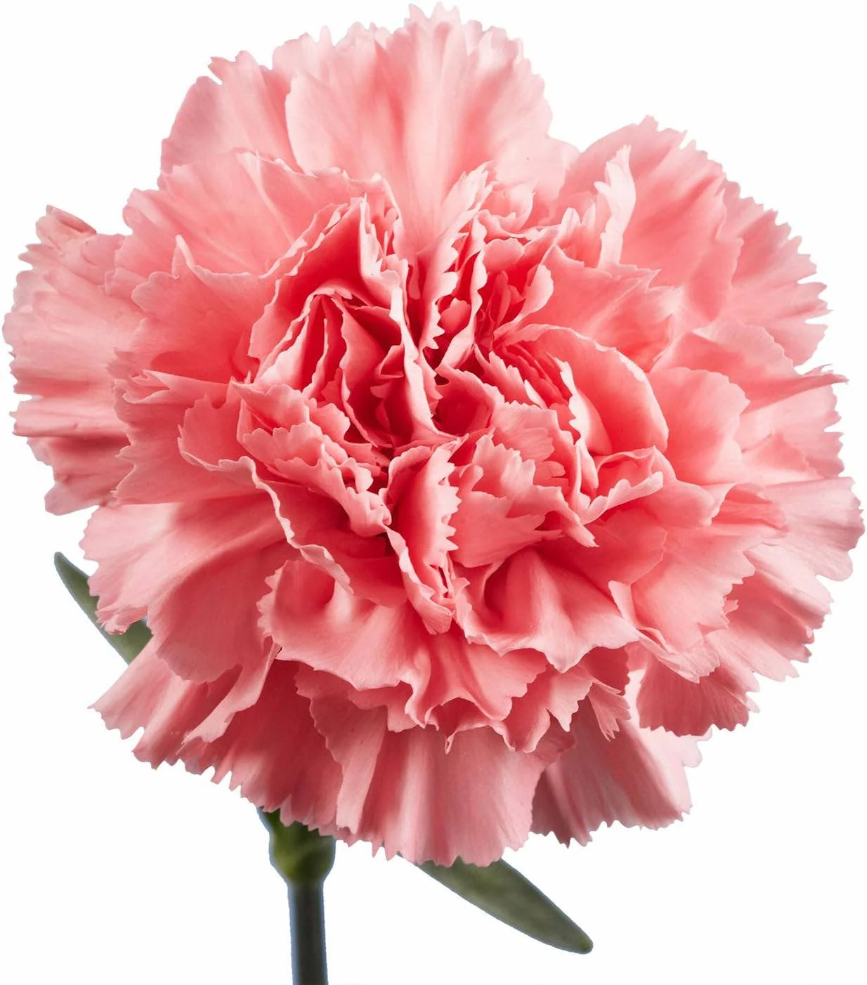 19.5"-Real Touch Classic Artificial Carnation - Image 7