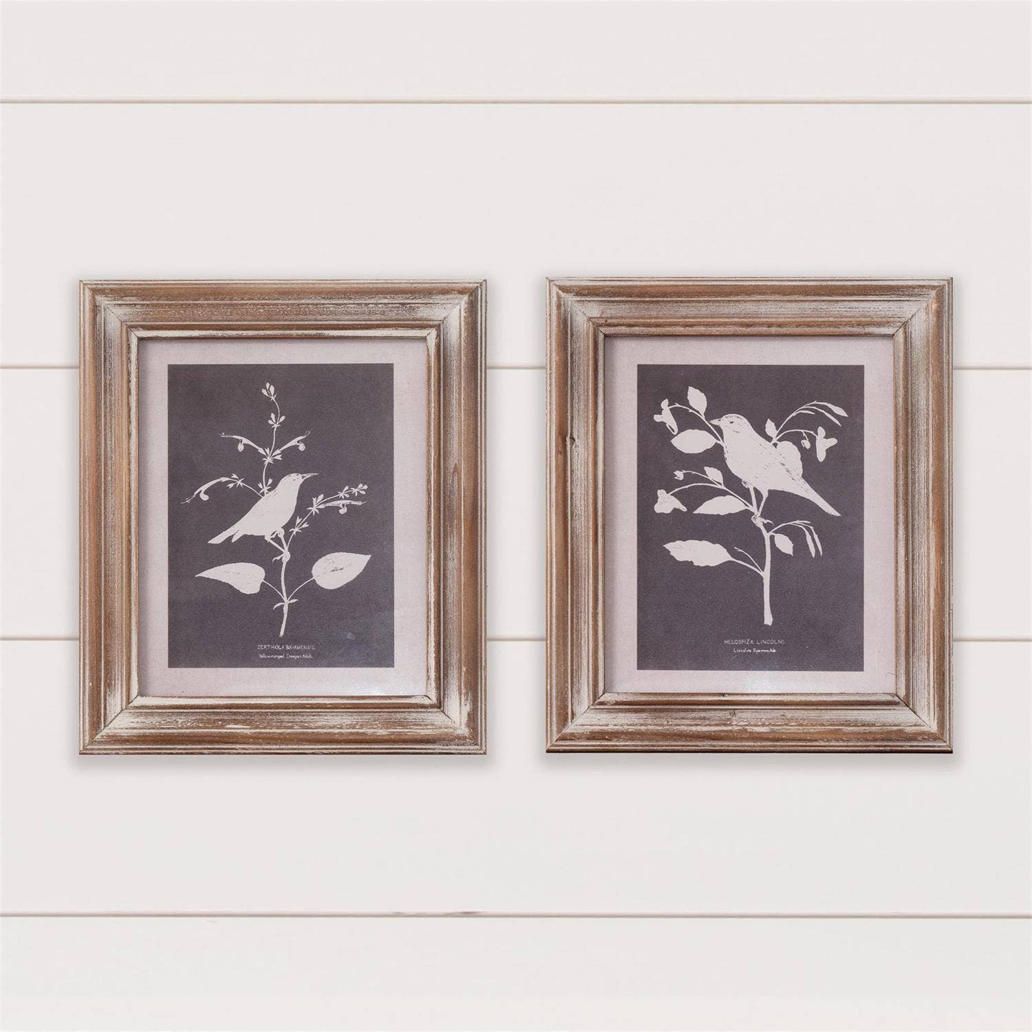Framed Prints - Bird Silhouette On Dark Background