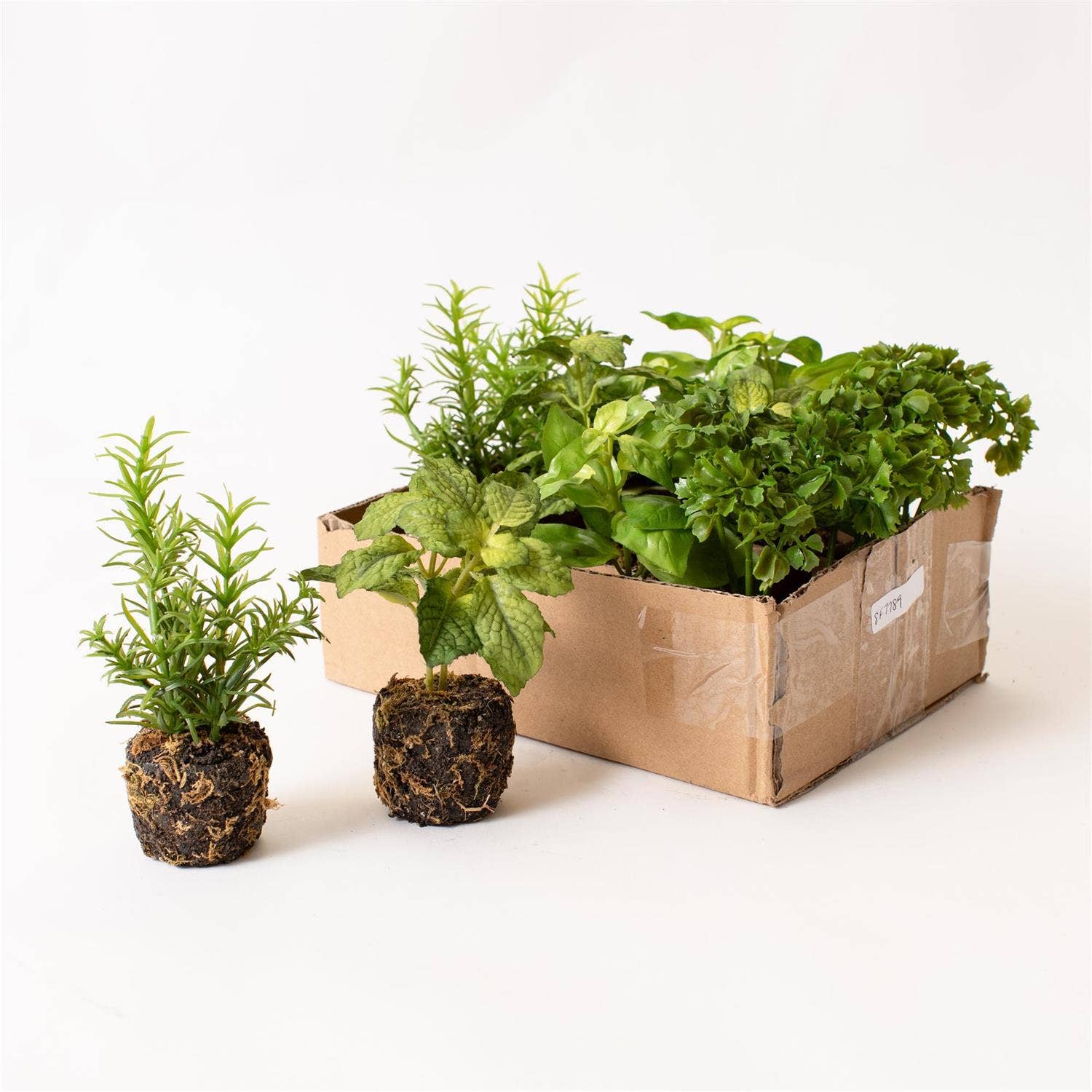 Herbs In Soil Unpotted Sold Separately - Image 5
