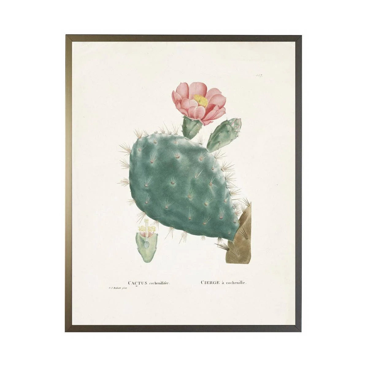 Cactus Cochenillifer