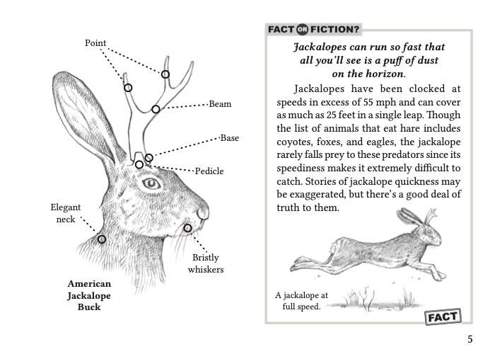 Field Guide to the North American Jackalope Expanded Edition - Image 2