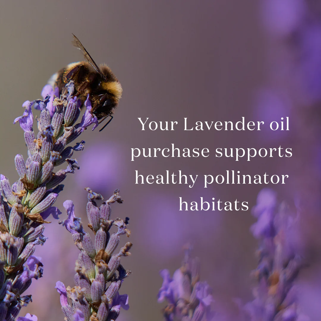 Lavendar - Young Living Essential Oil 15ml - Image 4