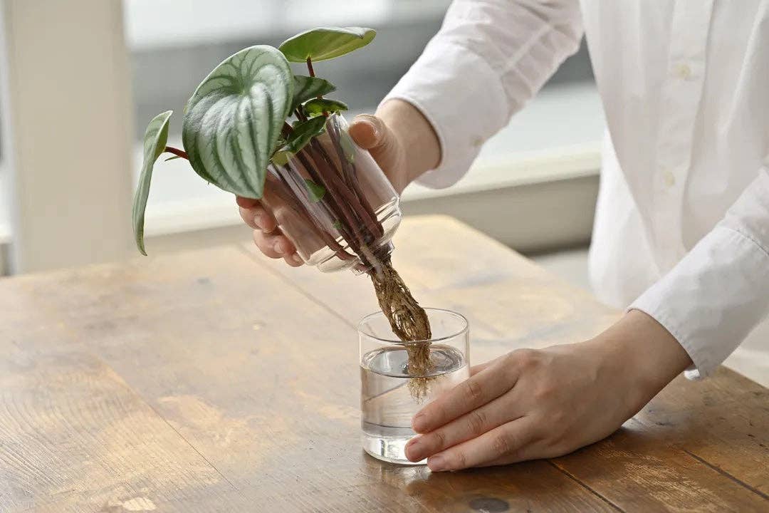 Glass Flower Vase - Image 18