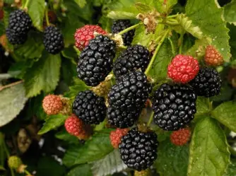 Homemade Blackberry Jam - Image 2