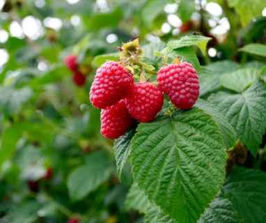 Homemade Raspberry Jam - Image 2