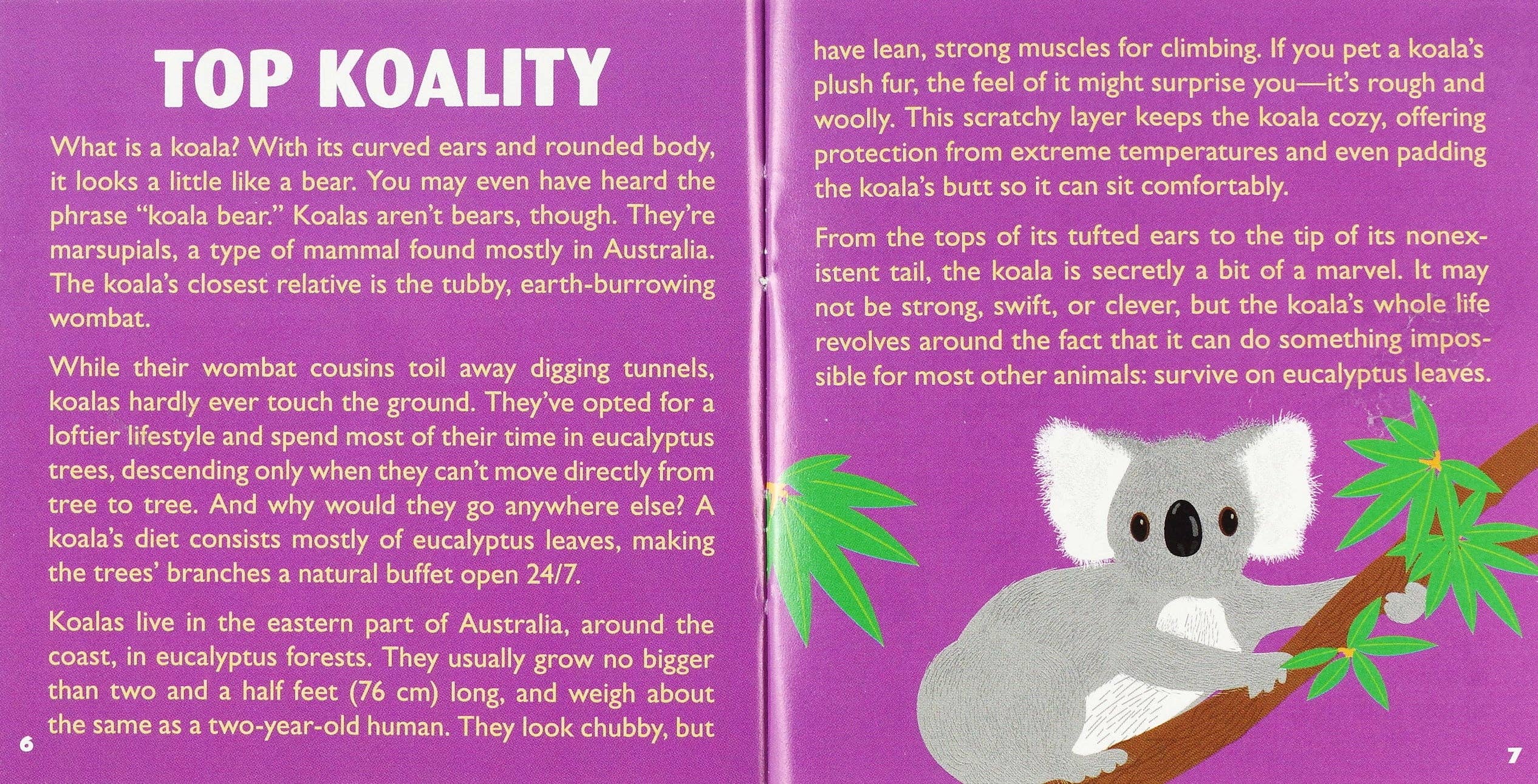Hug a Koala Kit - Image 5