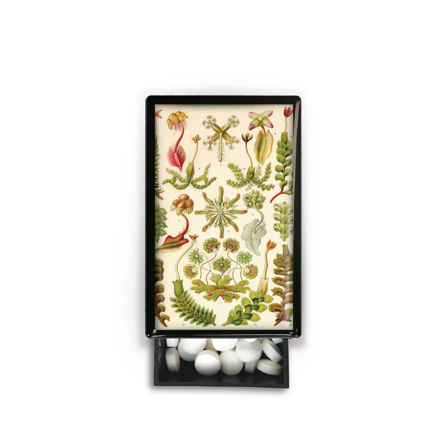 Botanical Print Flowers Succulent Nursery Garden Slide Box - Image 2