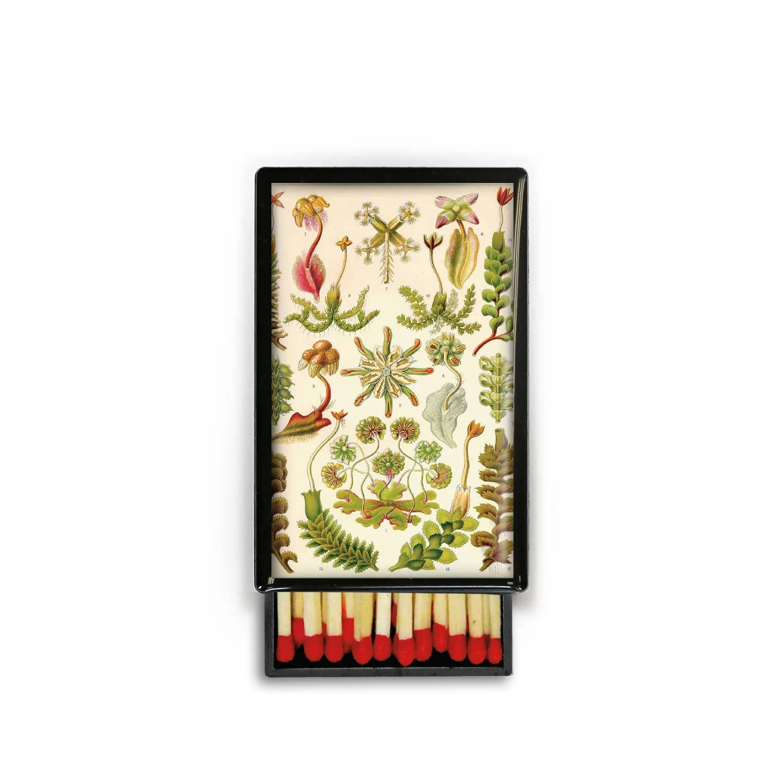 Botanical Print Flowers Succulent Nursery Garden Slide Box - Image 3