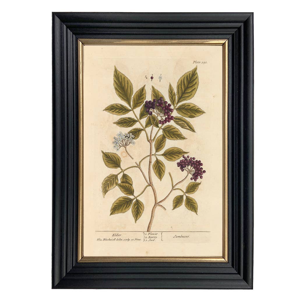 Elderberry Winter Botanical Framed Print - Image 2