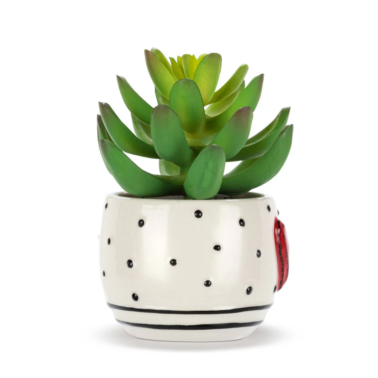 Mini Succulent Heart & Dots - Image 3