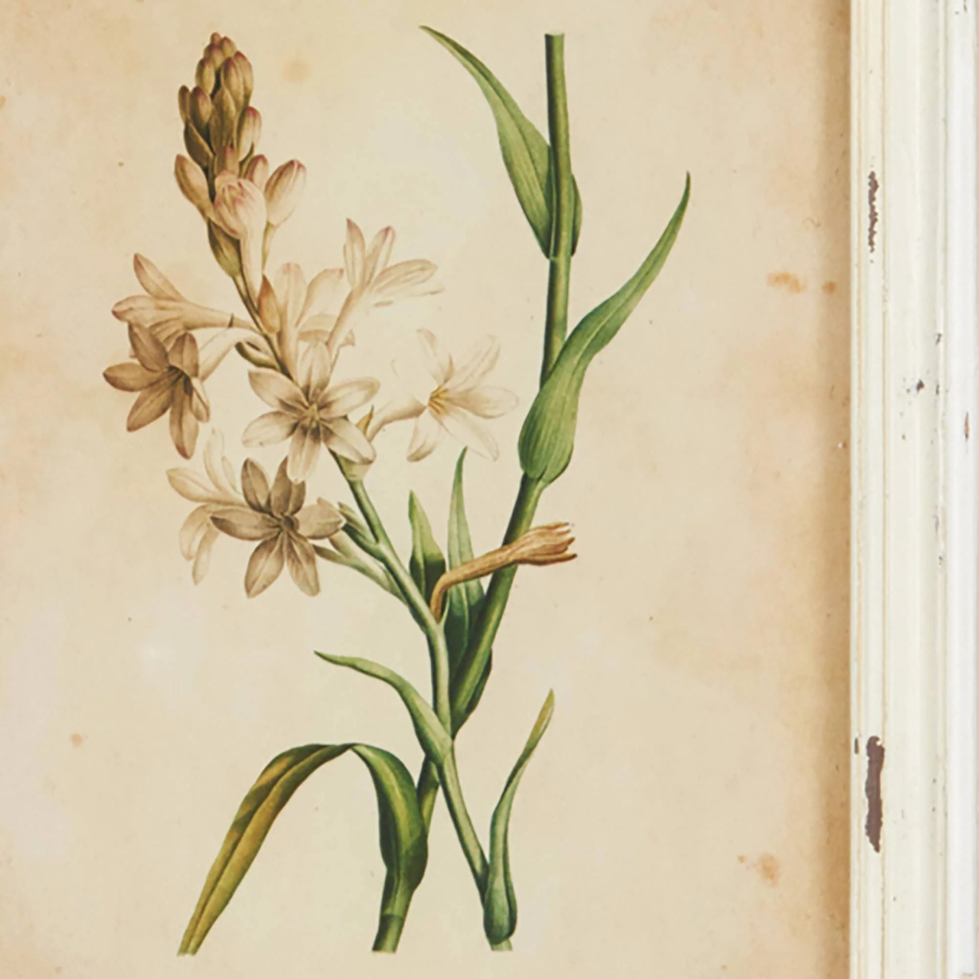 Framed Wild Flower Botanical Prints -Assorted- Sold Separately - Image 5
