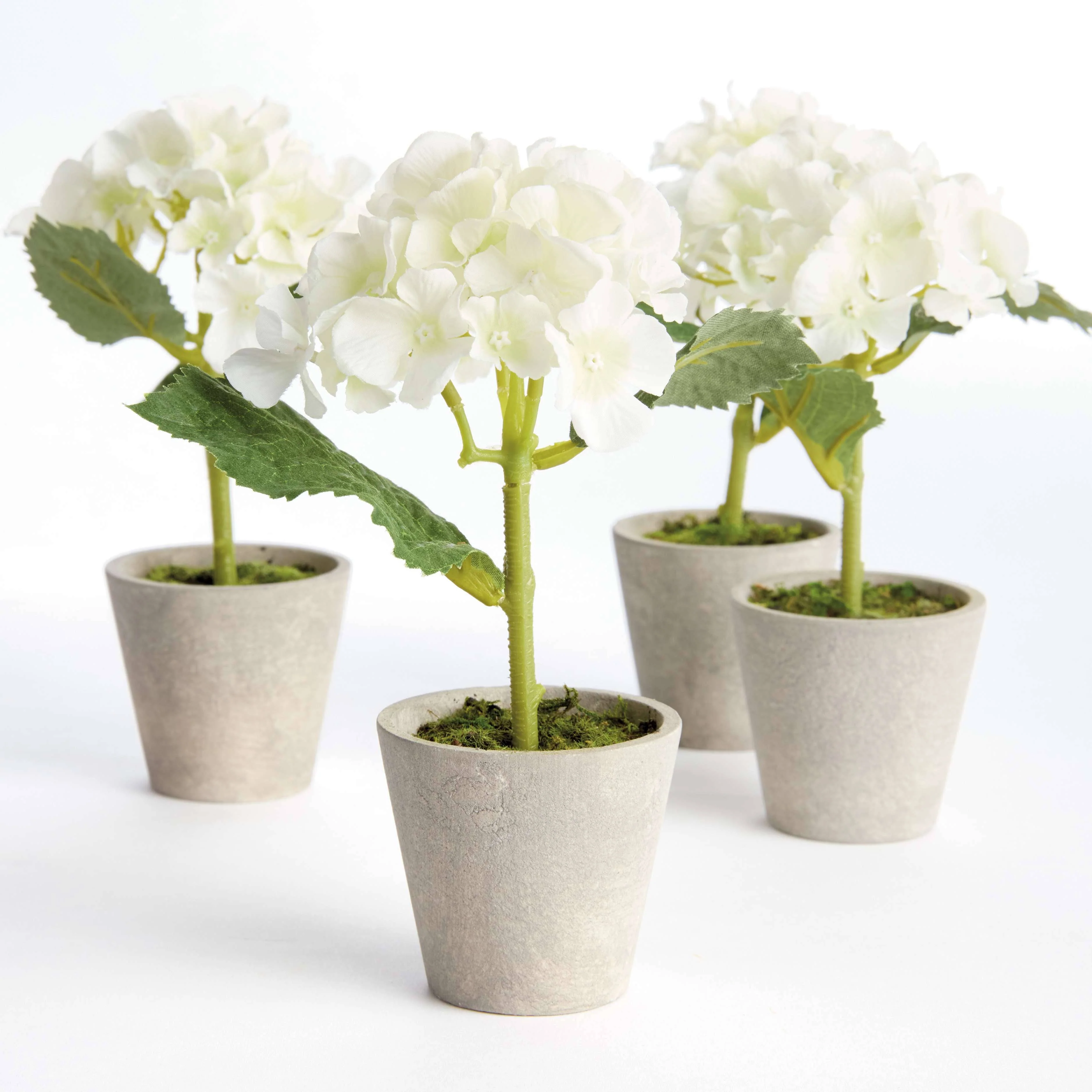MINI HYDRANGEA POTTED 8" - Image 2