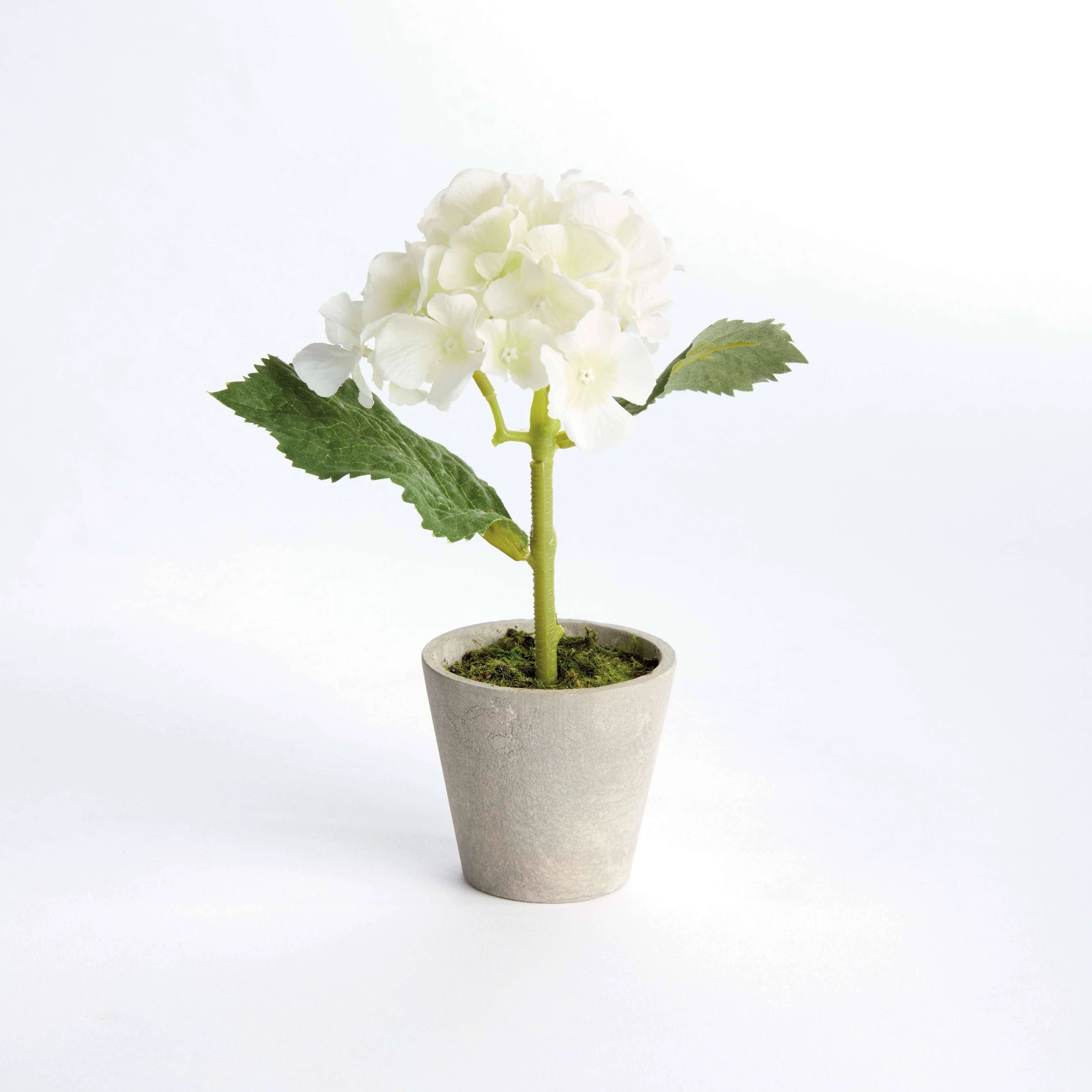 MINI HYDRANGEA POTTED 8" - Image 4
