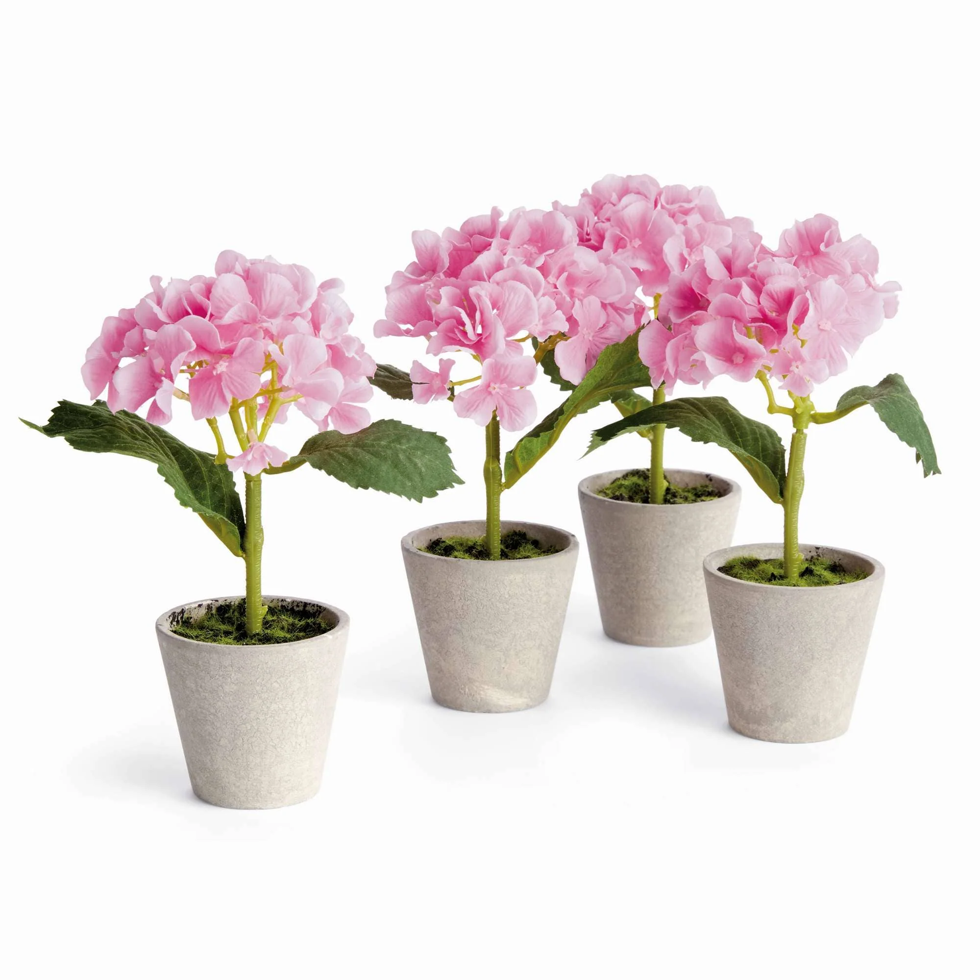 MINI HYDRANGEA POTTED 8" - Image 5