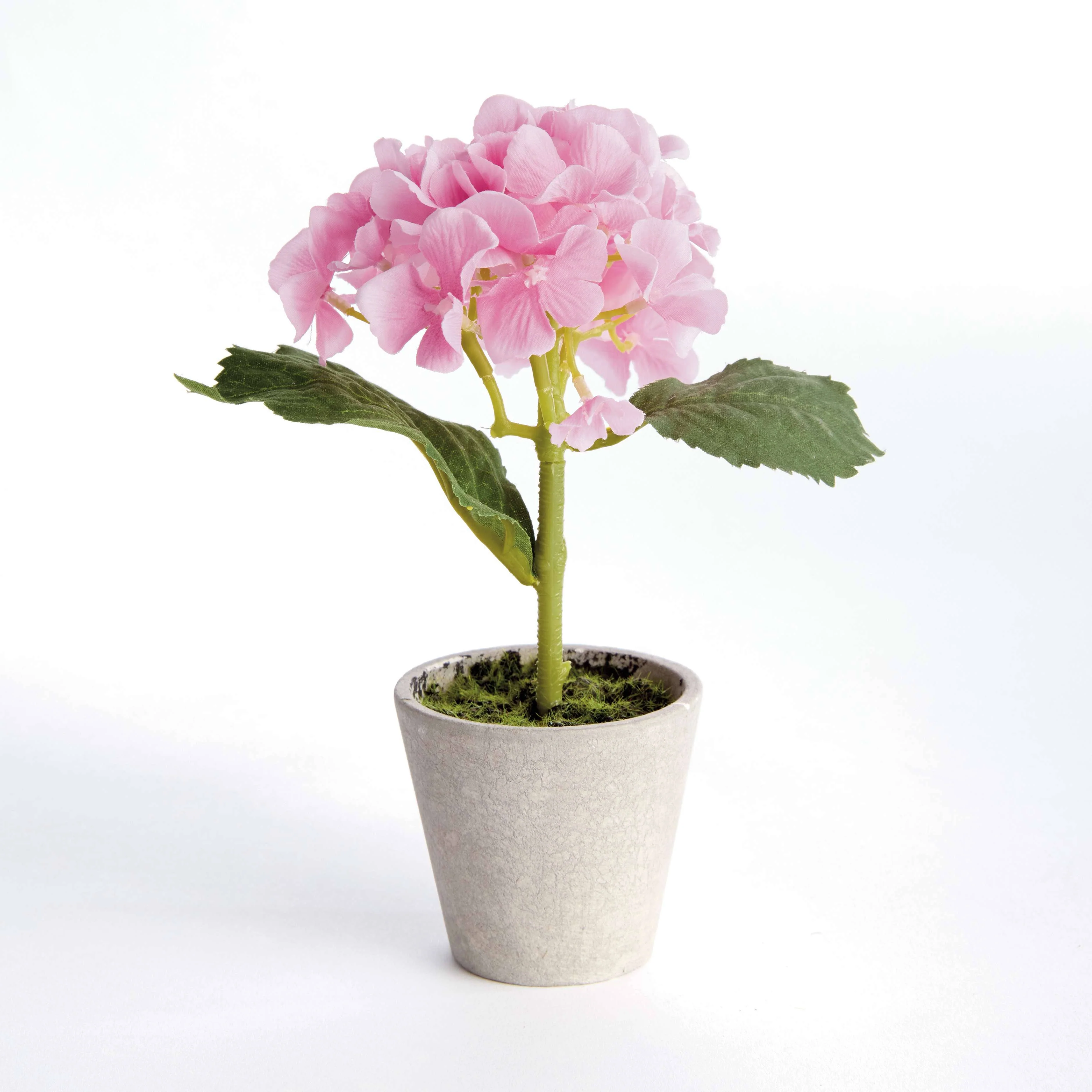 MINI HYDRANGEA POTTED 8" - Image 7