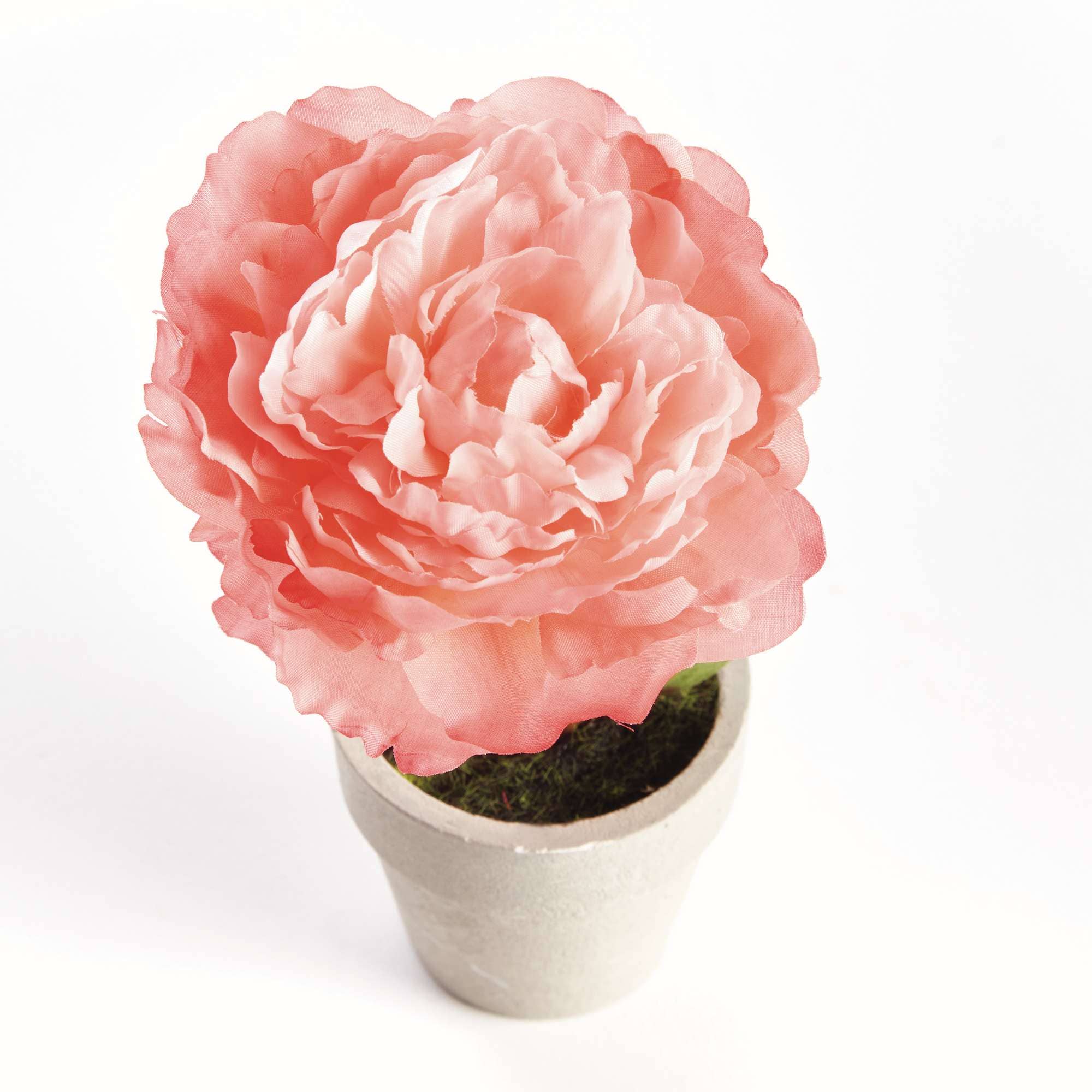 Mini Peony Potted 6.5" Coral - Image 2