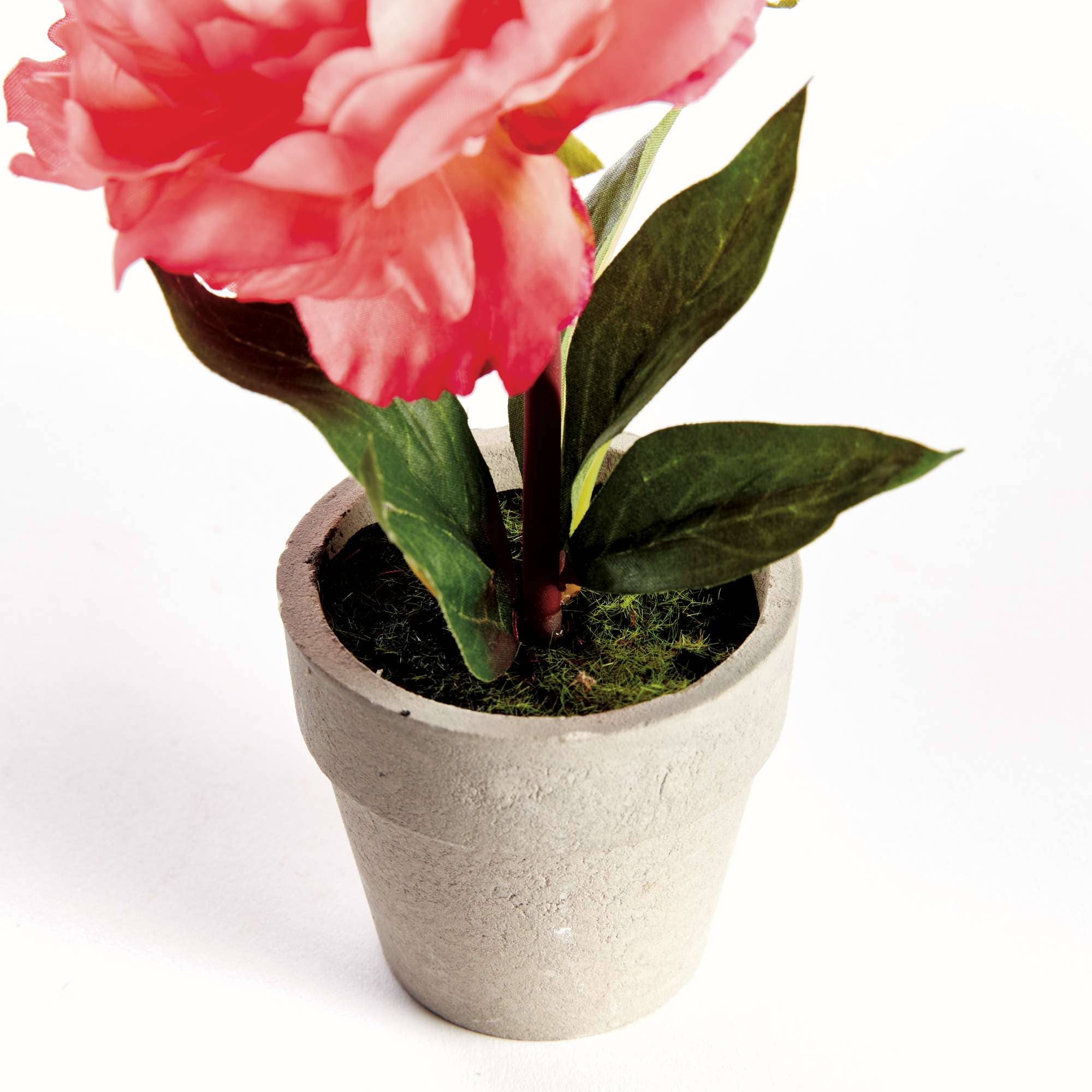 Mini Peony Potted 6.5" Coral - Image 3