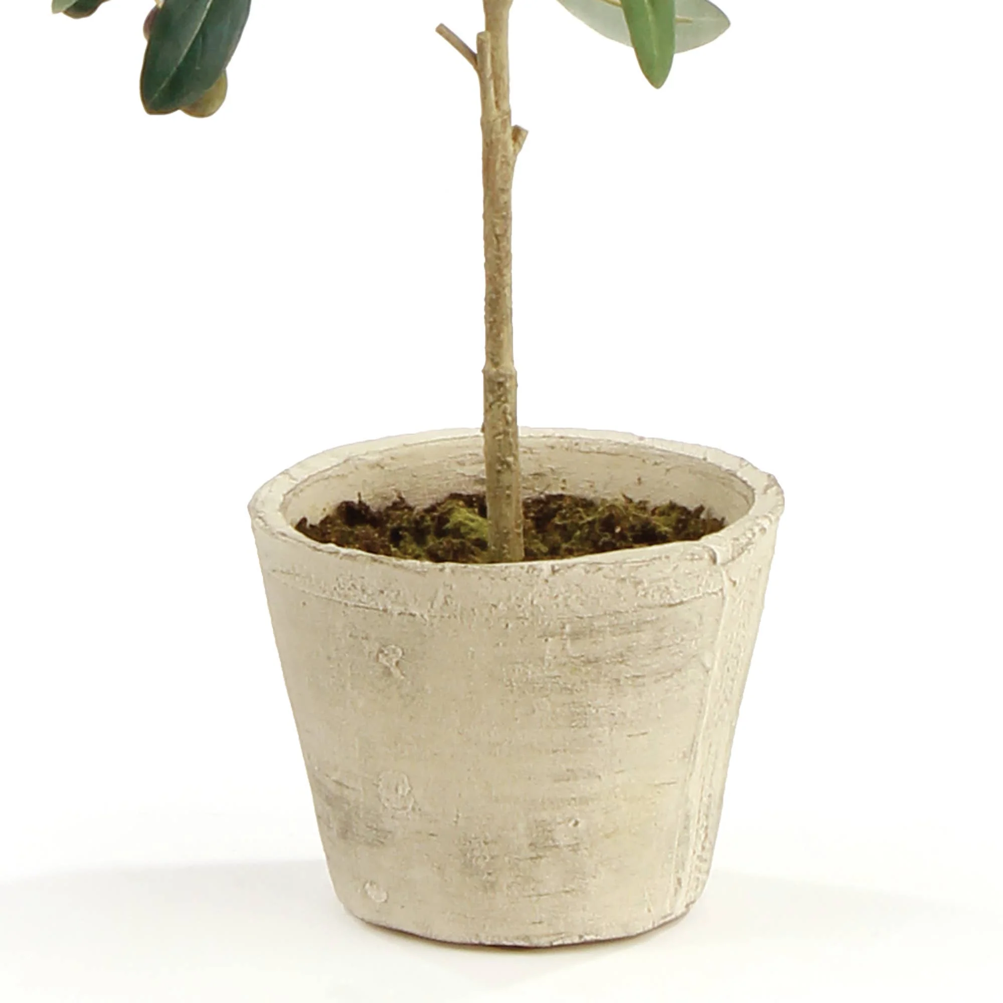 Olive Tree With Fruit In Pot 19.5" - Image 4