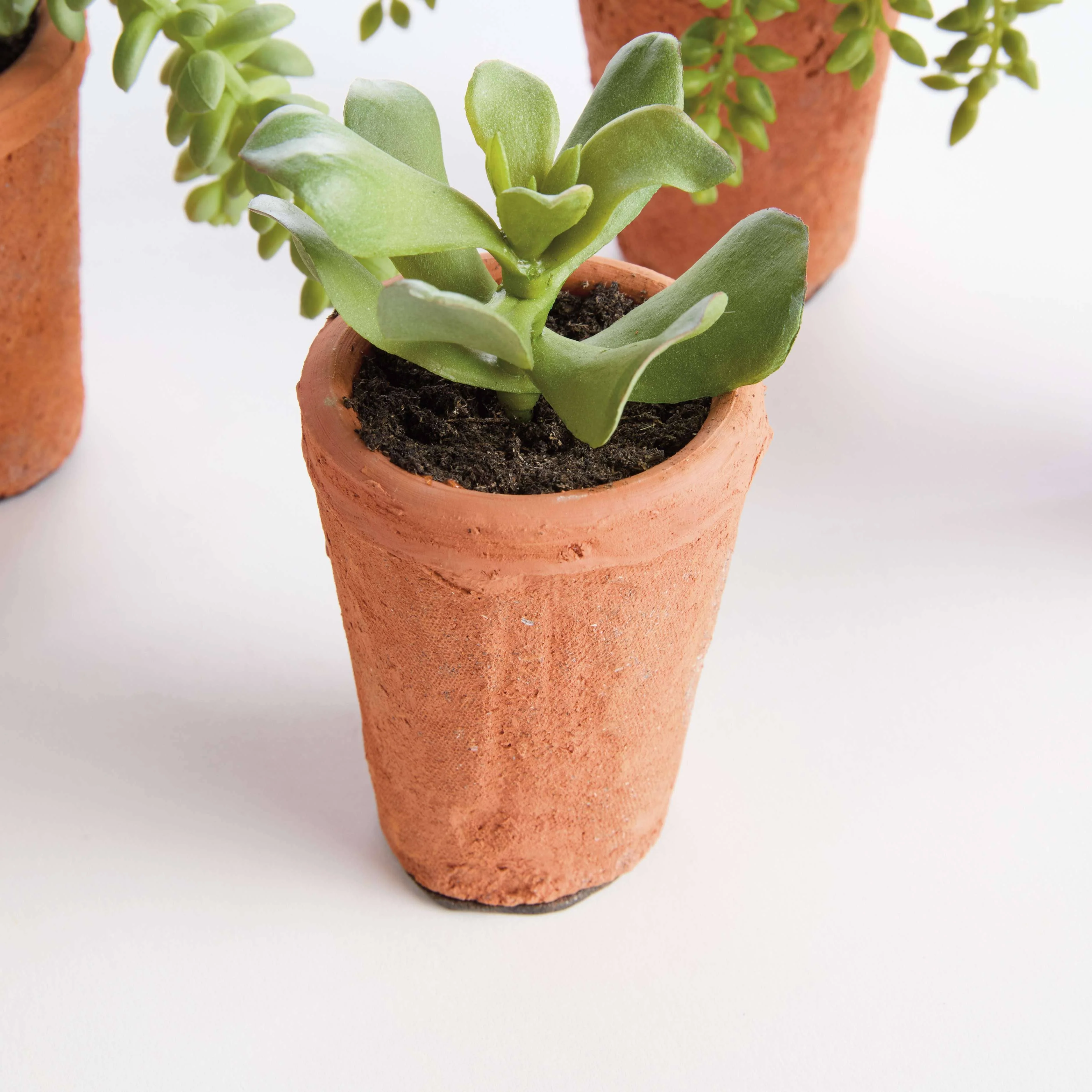 POTTED SUCCULENTS 8.5" -Assorted -Sold Separately - Image 2
