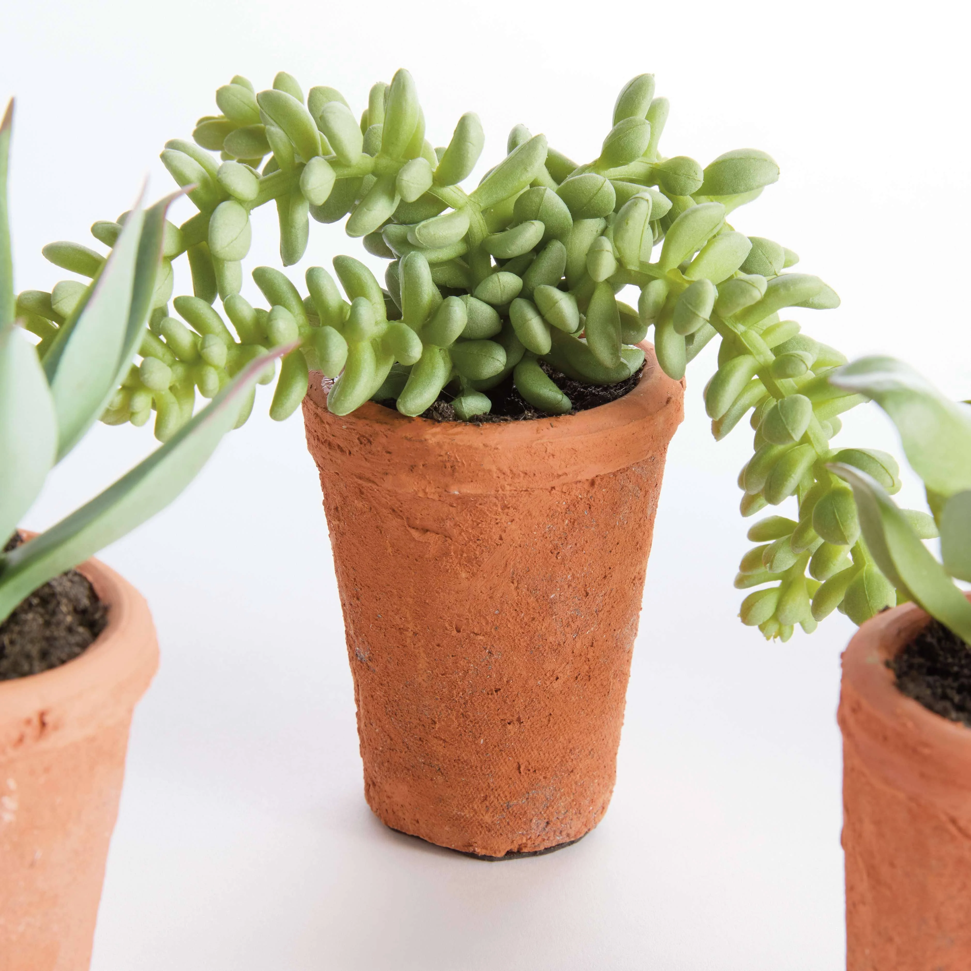 POTTED SUCCULENTS 8.5" -Assorted -Sold Separately - Image 3