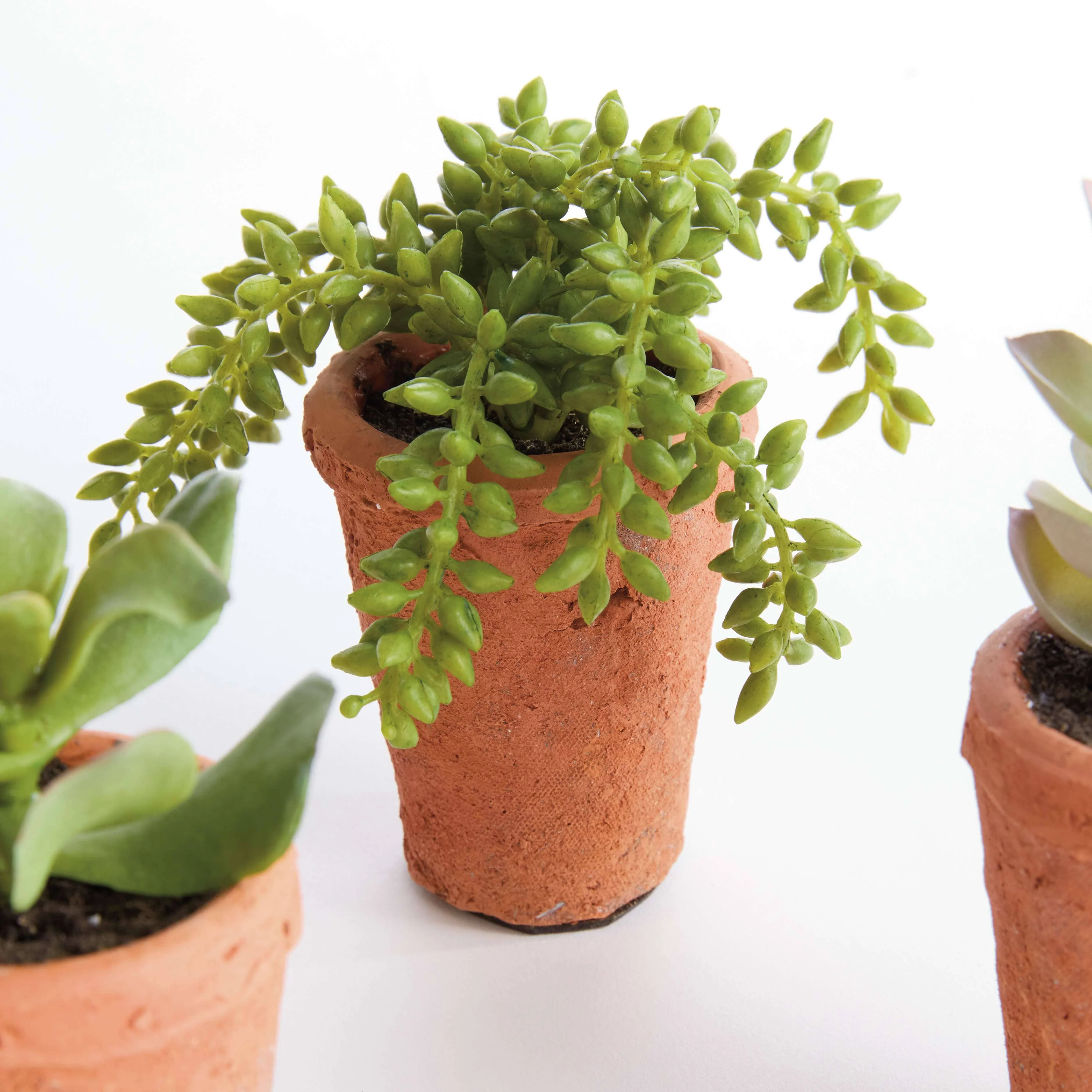 POTTED SUCCULENTS 8.5" -Assorted -Sold Separately - Image 4