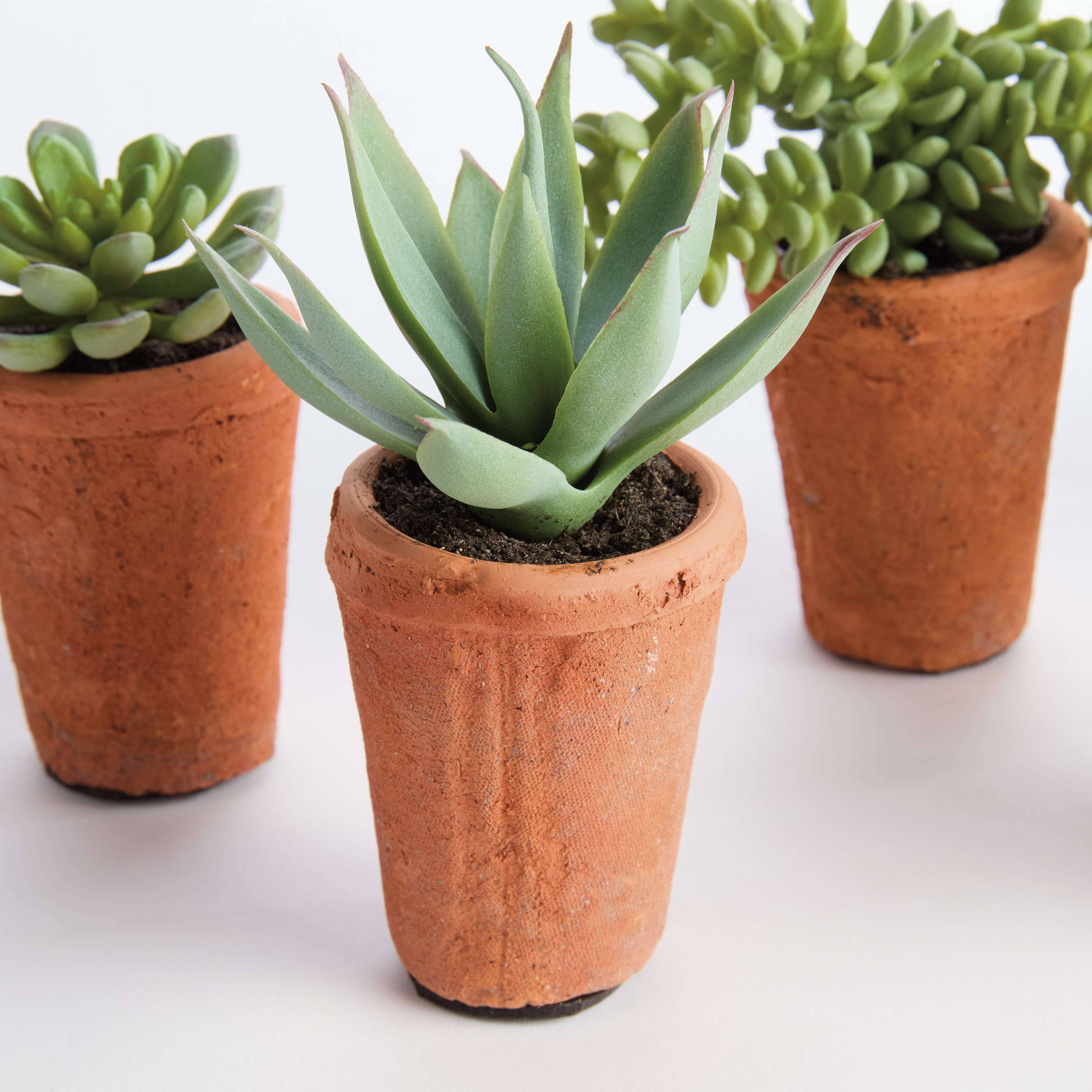 POTTED SUCCULENTS 8.5" -Assorted -Sold Separately - Image 7