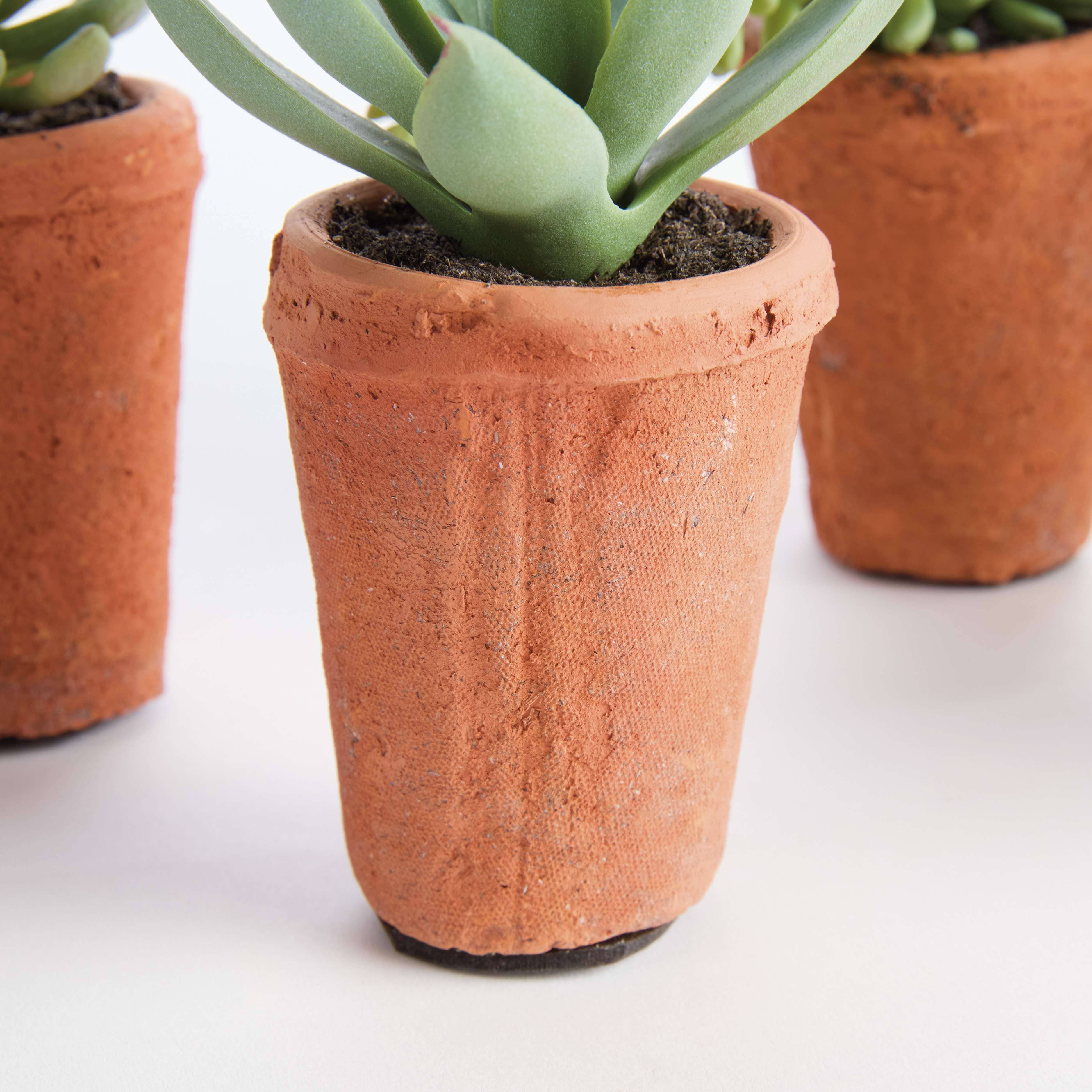 POTTED SUCCULENTS 8.5" -Assorted -Sold Separately - Image 9