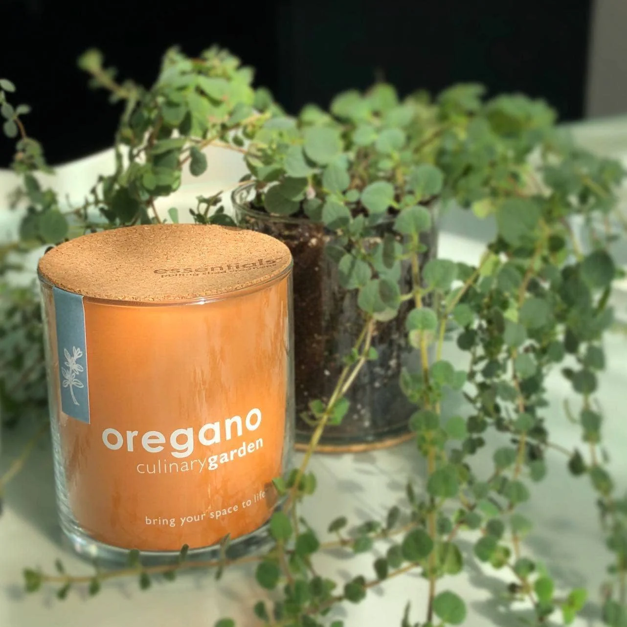 Essential Oregano Garden | Spring Herb Gift - Image 4