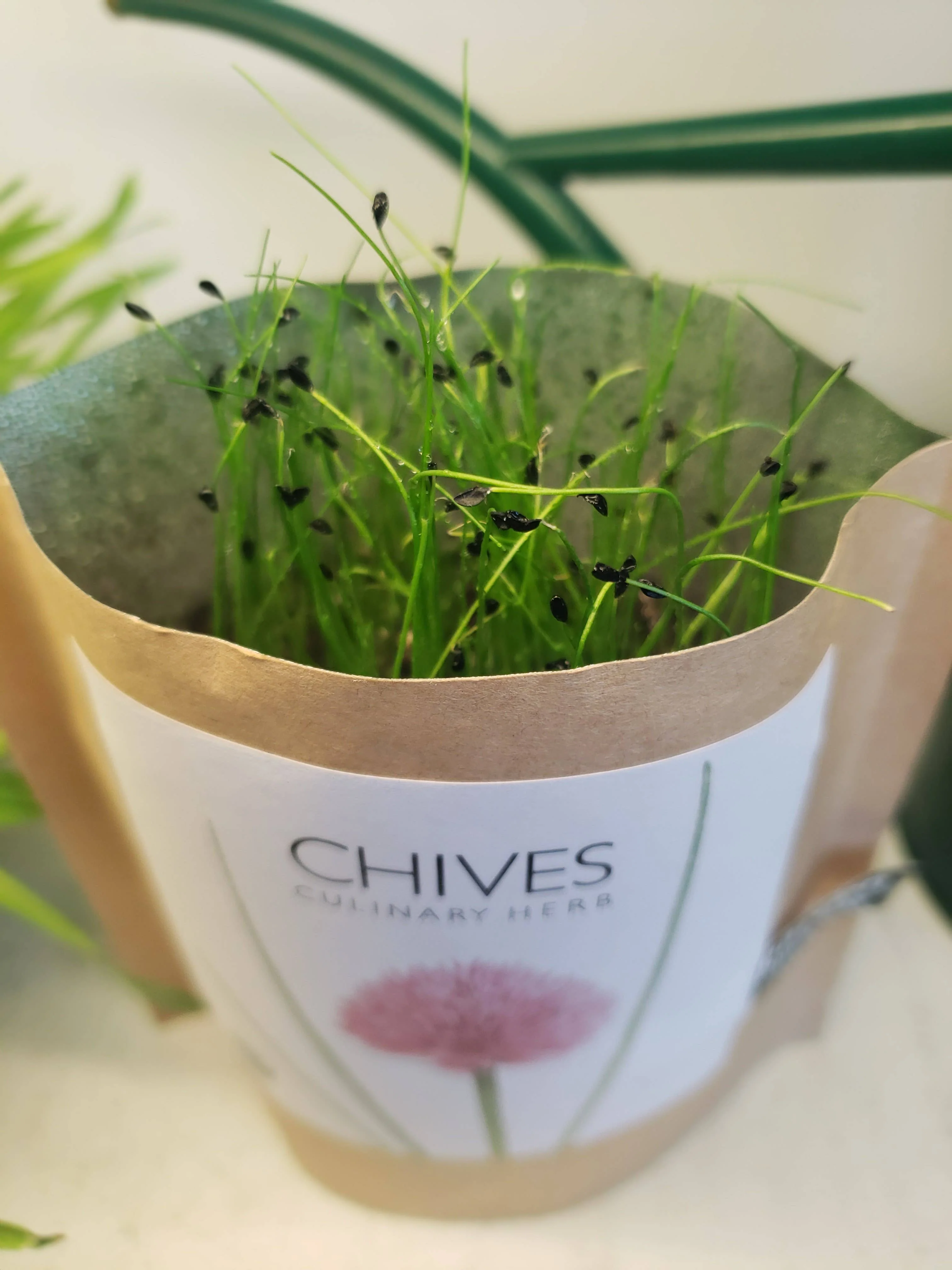 Garden in a Bag | Chives - Image 3