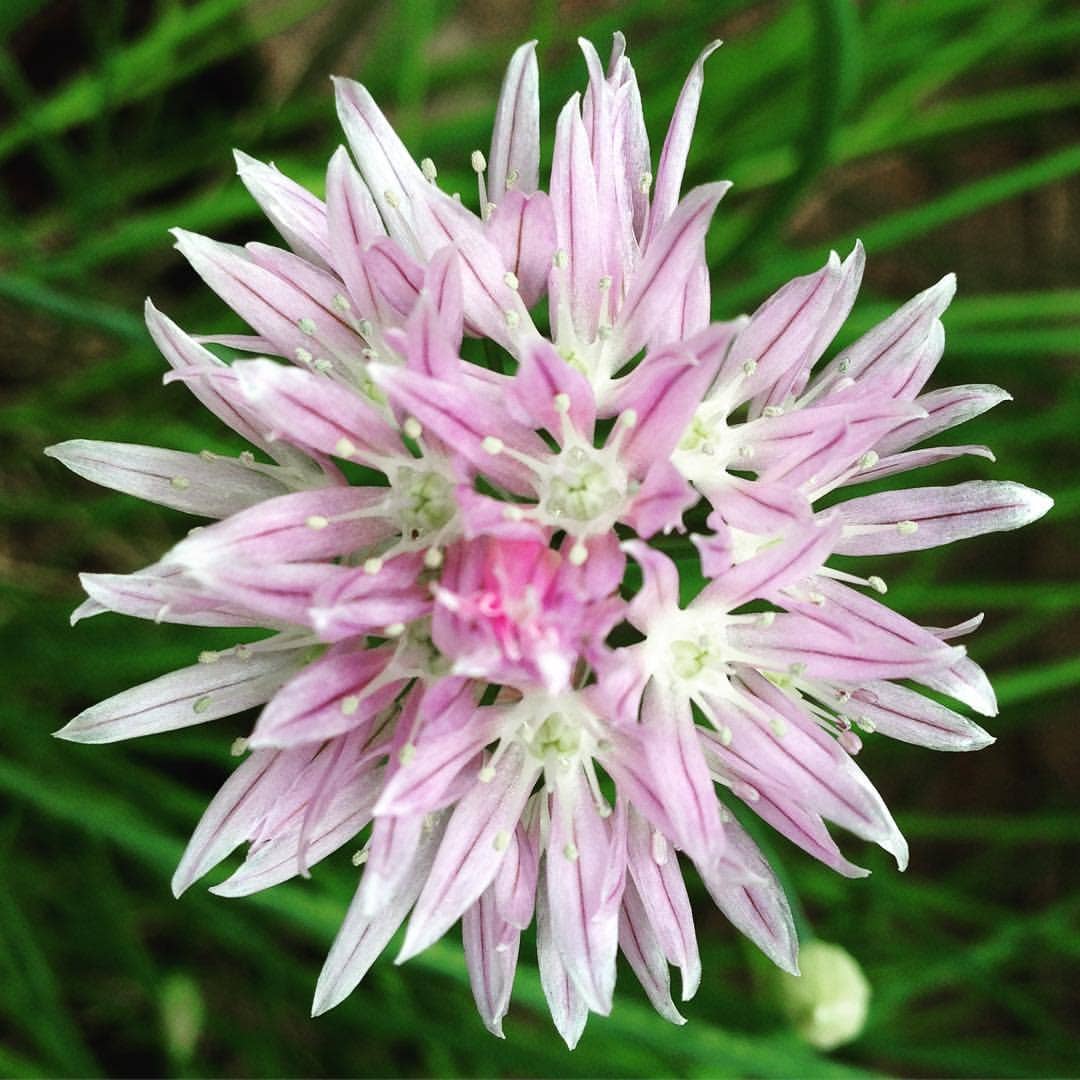 Garden in a Bag | Chives - Image 4