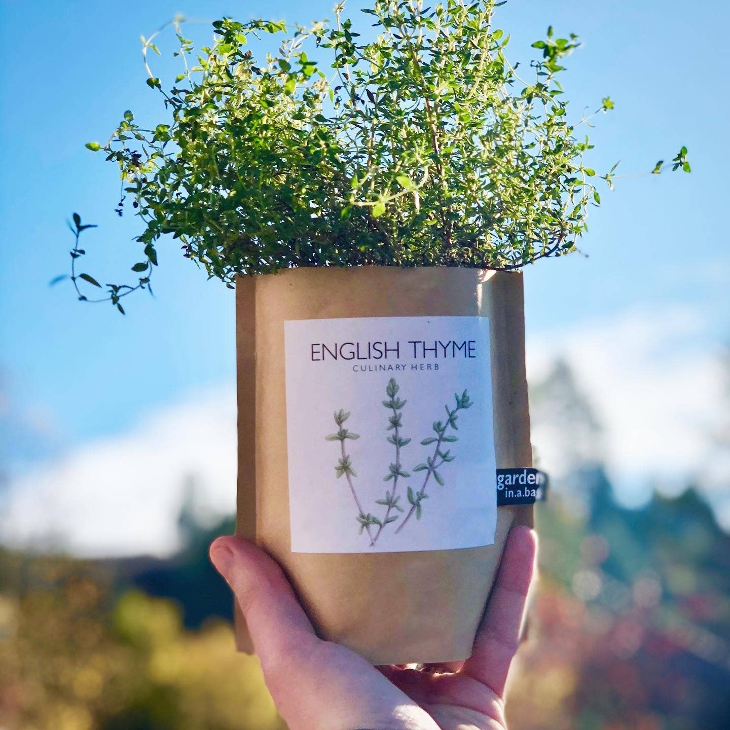 Garden in a Bag | English Thyme - Image 3