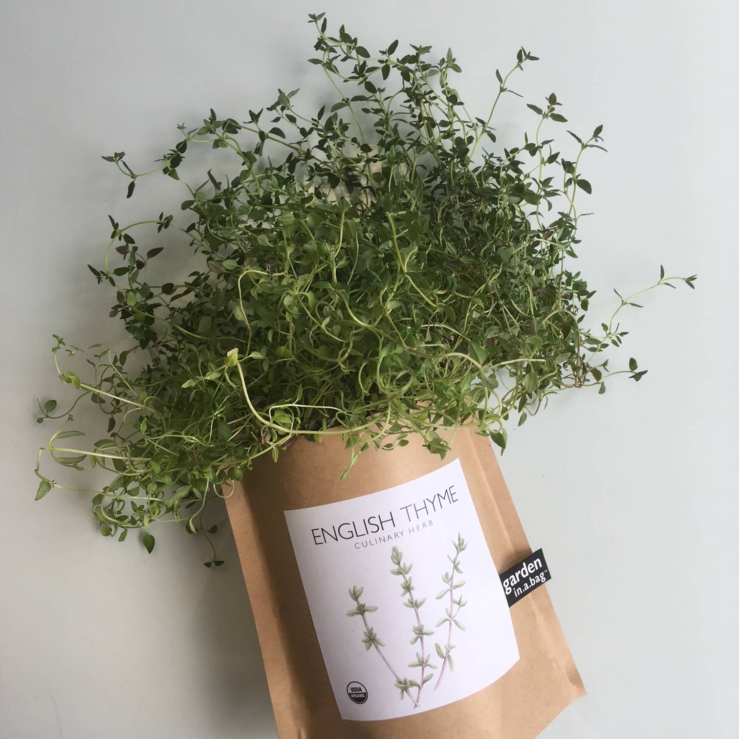 Garden in a Bag | English Thyme - Image 4