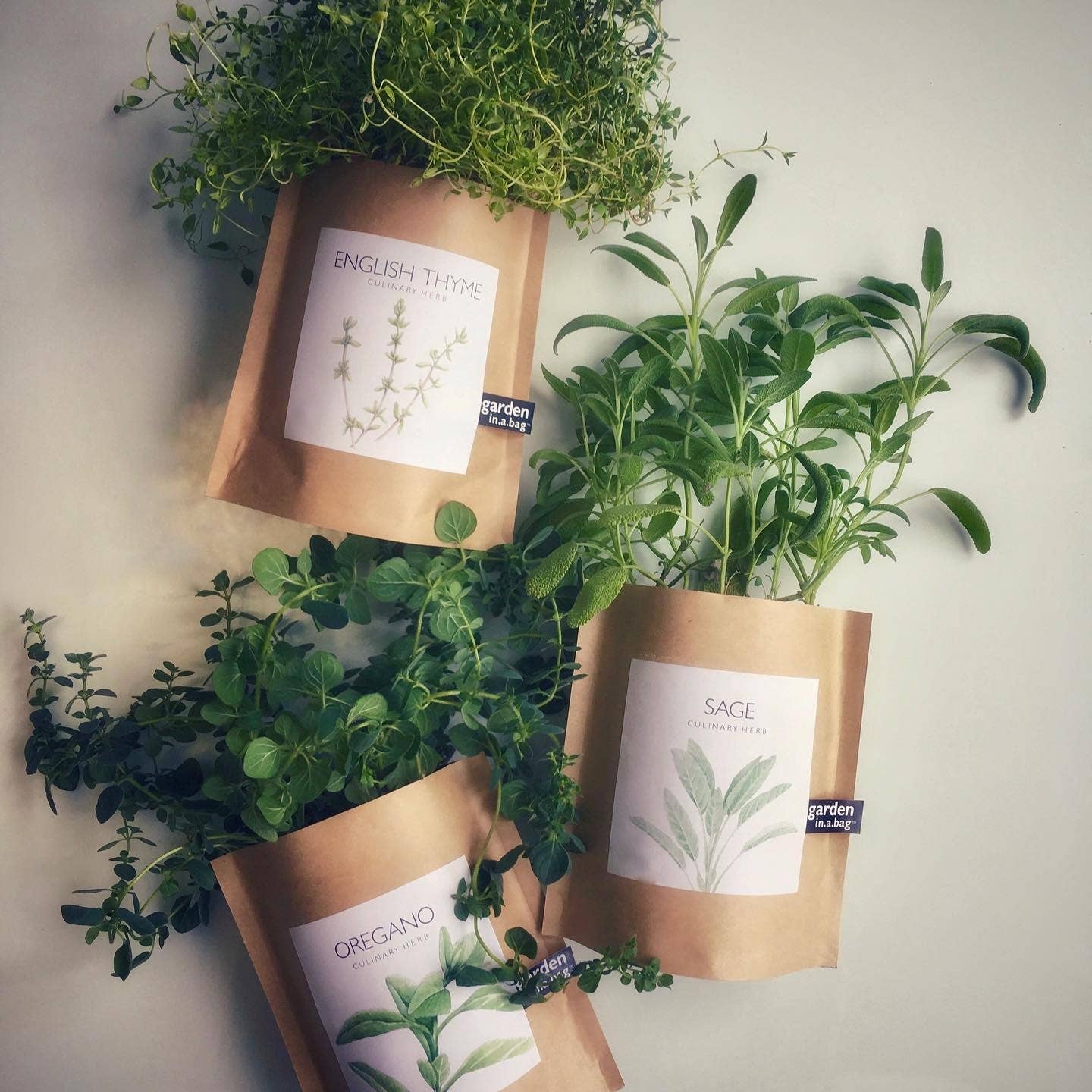 Garden in a Bag | English Thyme - Image 5