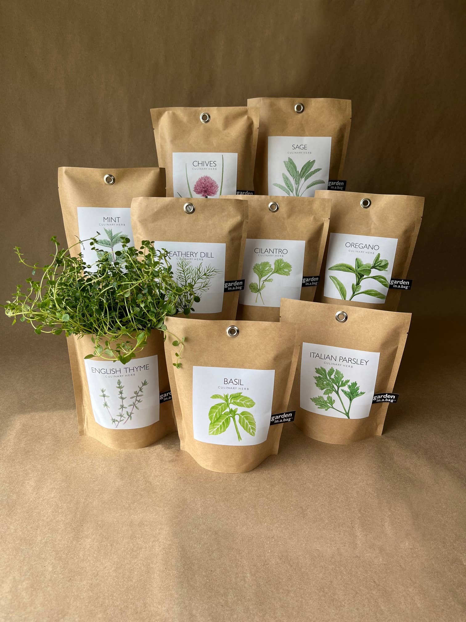 Garden in a Bag | English Thyme - Image 7