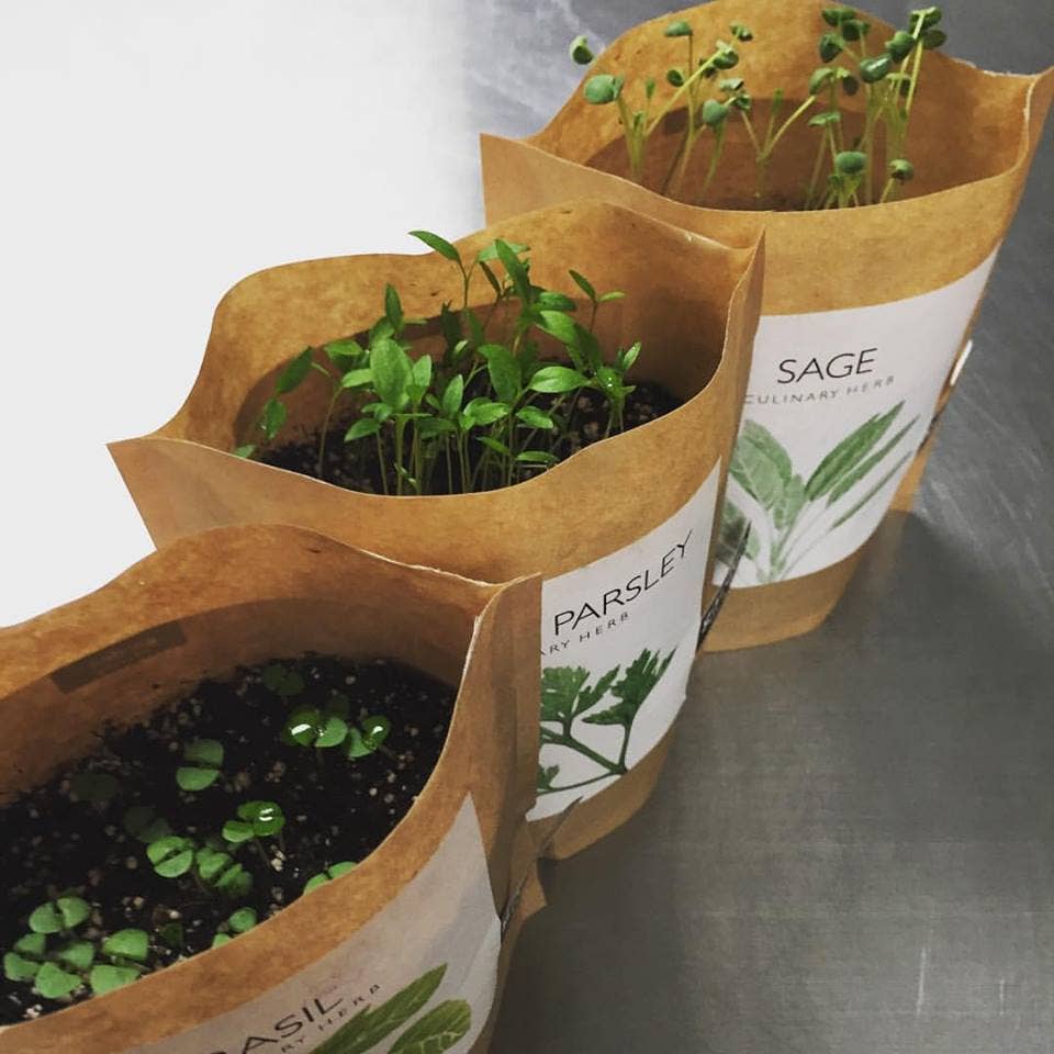 Garden in a Bag | Italian Parsley - Image 3