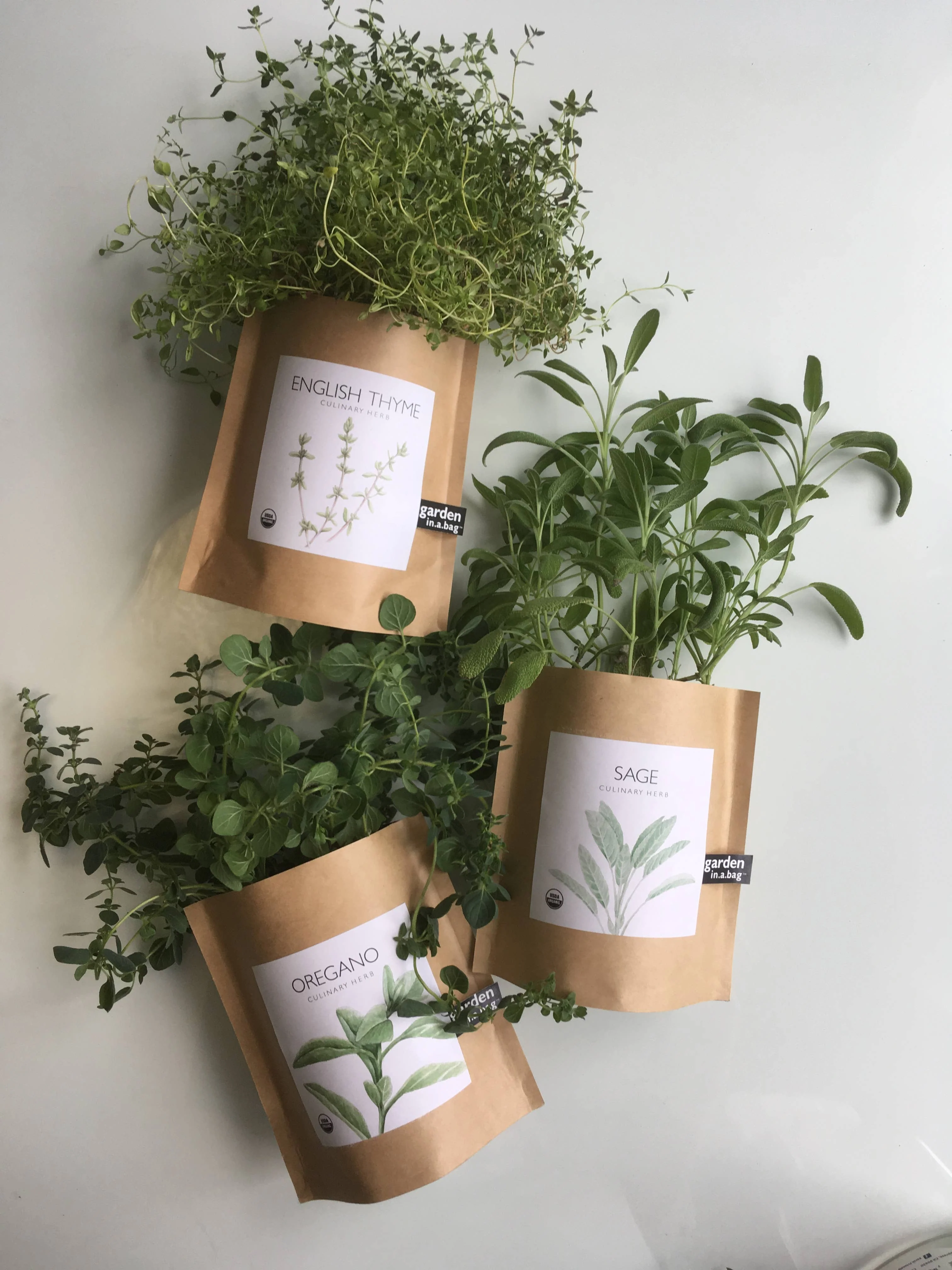 Garden in a Bag | Italian Parsley - Image 4