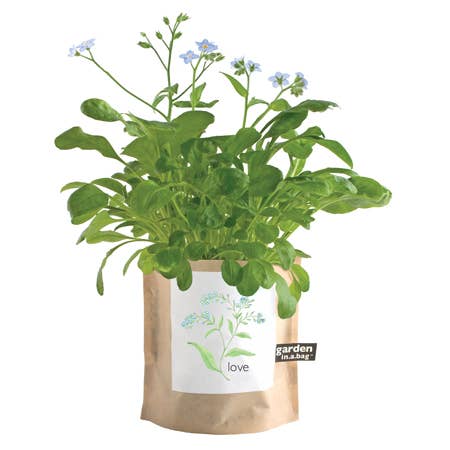 Garden in a Bag | Love - Forget Me Nots | Mother's Day - Image 2