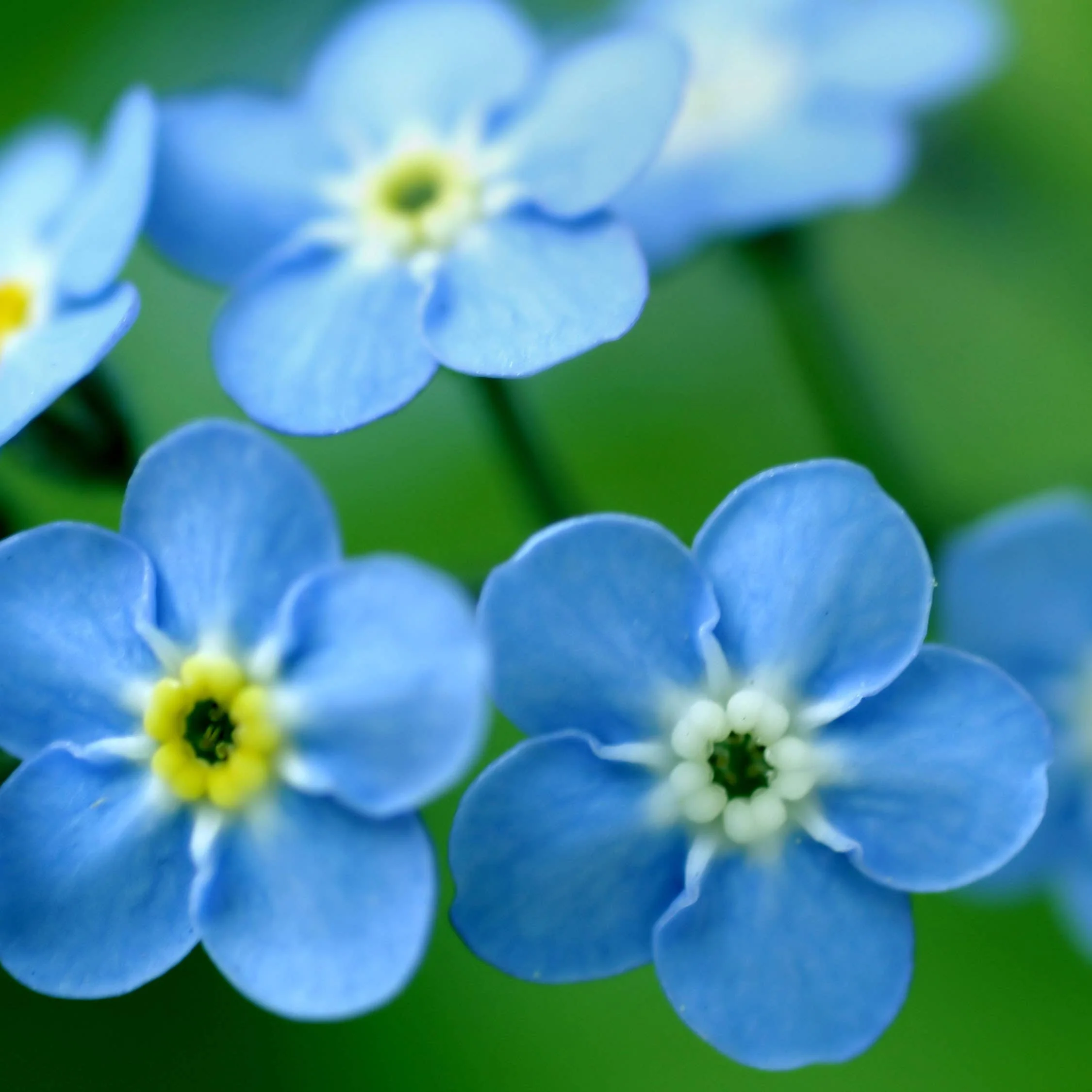Garden in a Bag | Love - Forget Me Nots | Mother's Day - Image 3