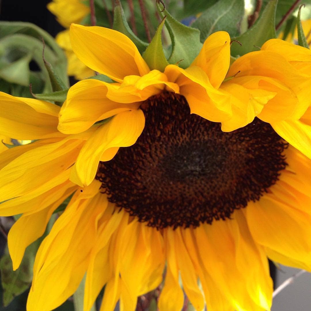 Garden in a Bag | Sunflower - Image 3