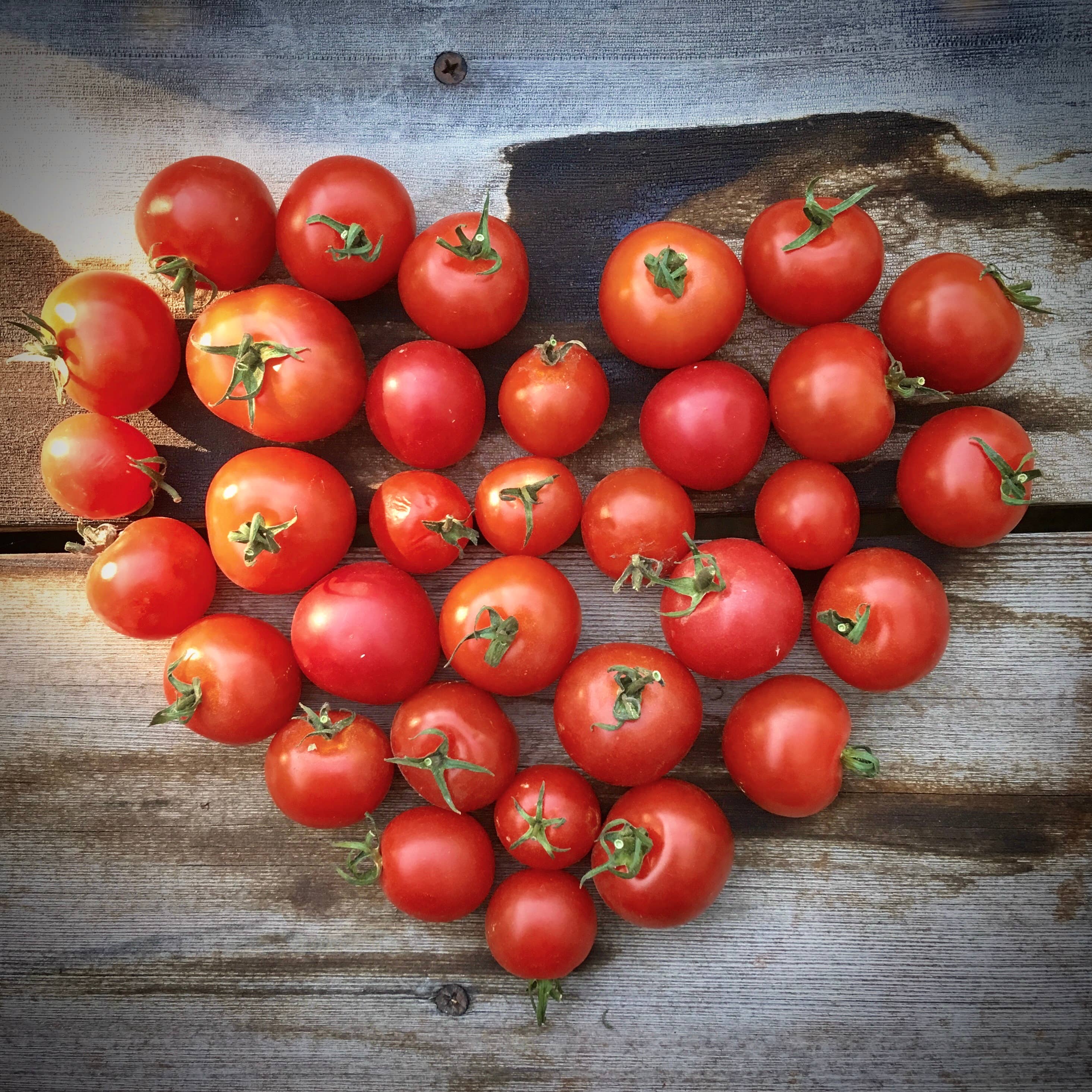 Garden in a Bag Tomato - Image 4