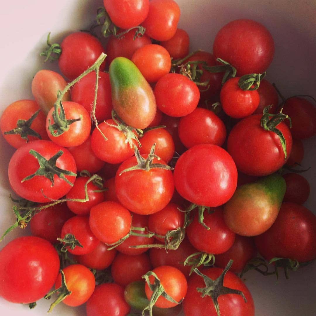 Garden in a Bag Tomato - Image 6