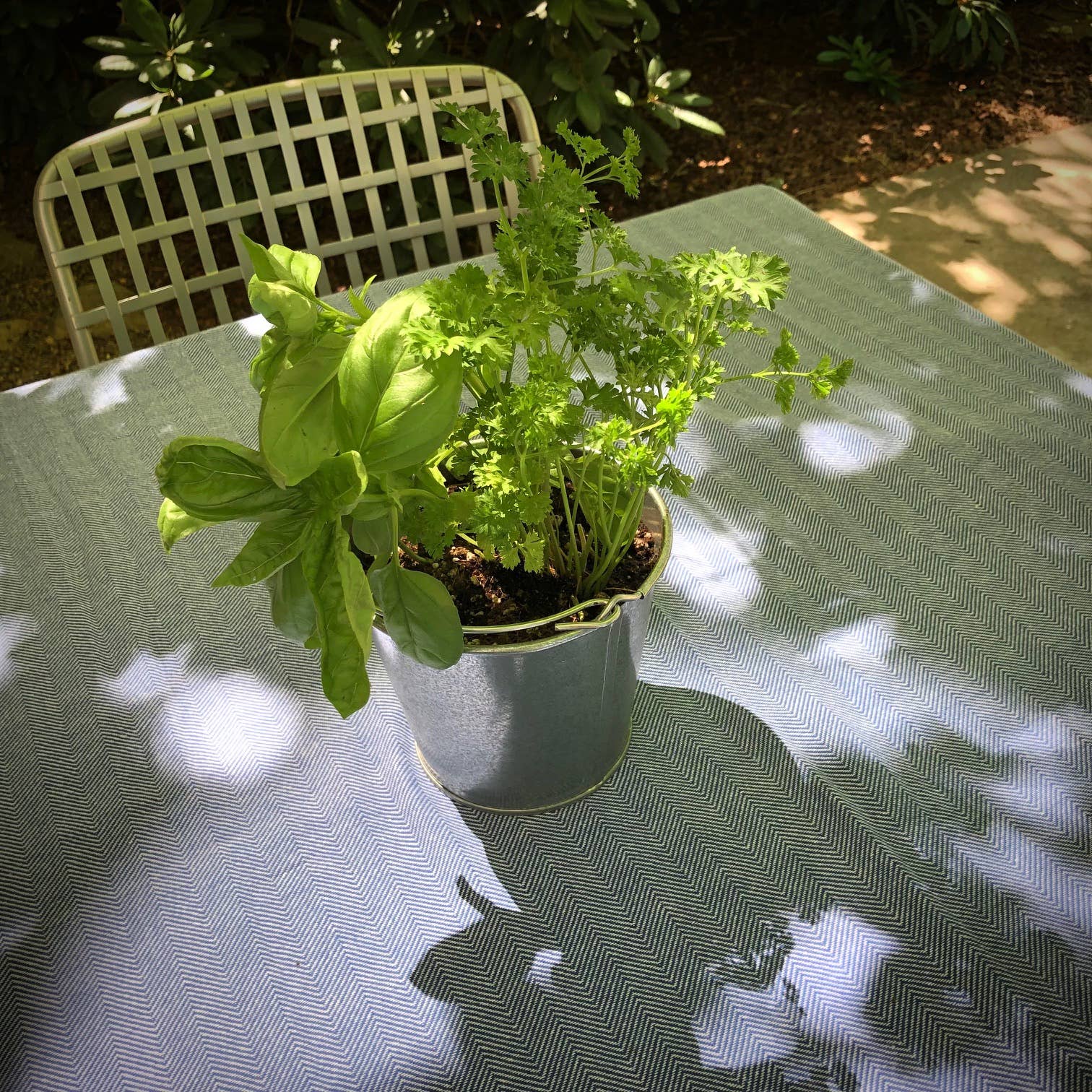 Garden in a Pail | Herbs | - Image 2