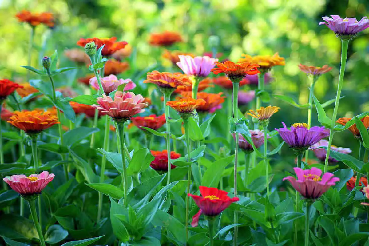 Flower Cutting Garden Box | Mixed Zinnia - Image 8