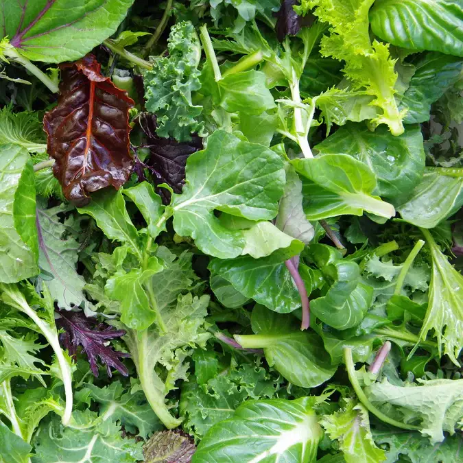 Pocket Garden | Gourmet Salad | Home Cook's Garden - Image 2
