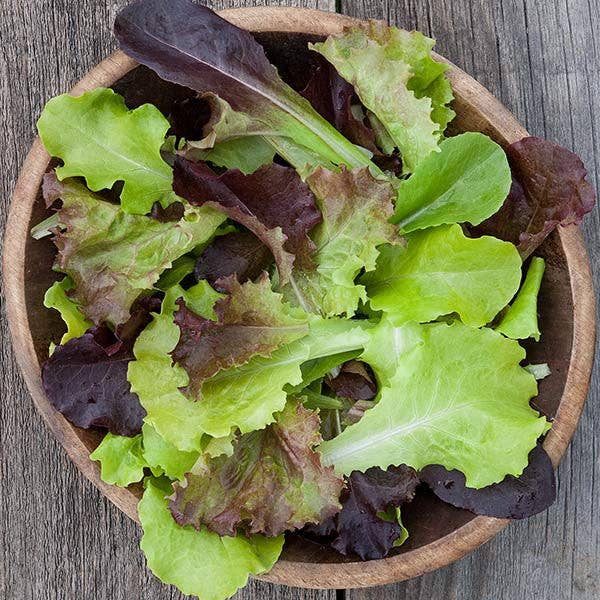 Pocket Garden | Gourmet Salad | Home Cook's Garden - Image 3