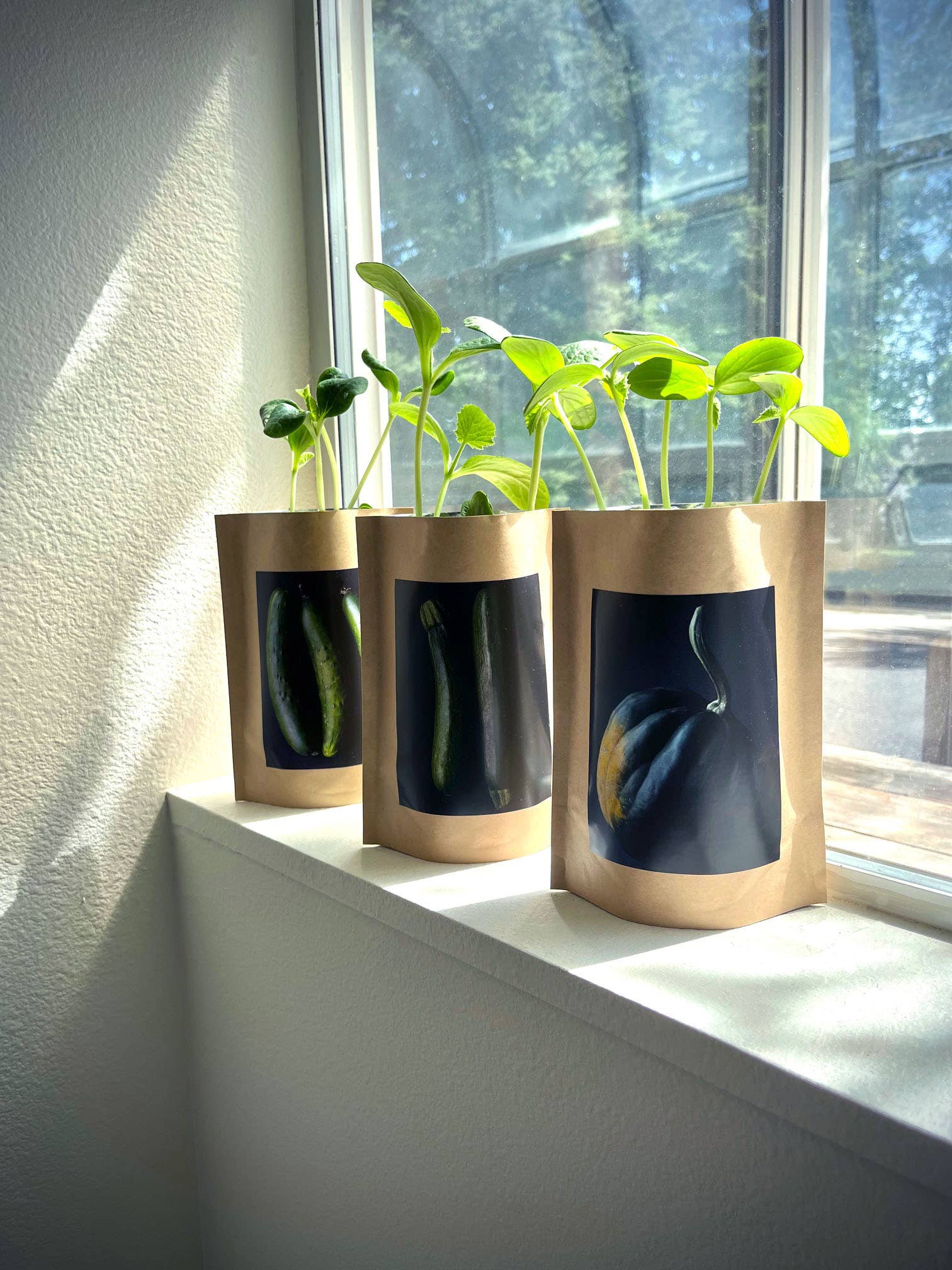 Seed Start | Zucchini - Image 3