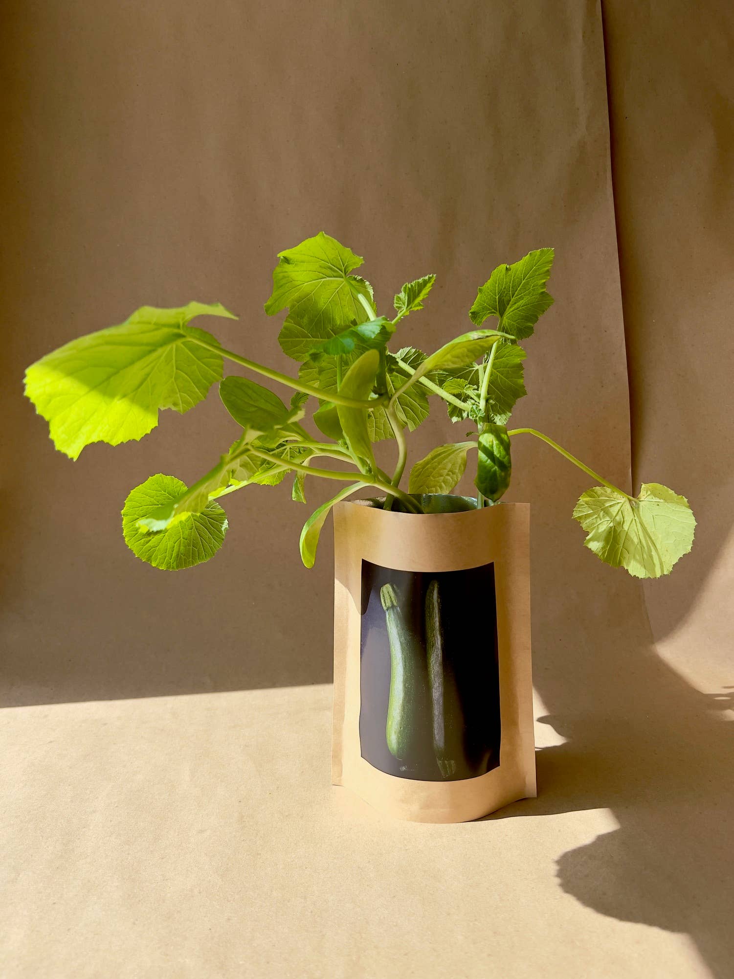 Seed Start | Zucchini - Image 4