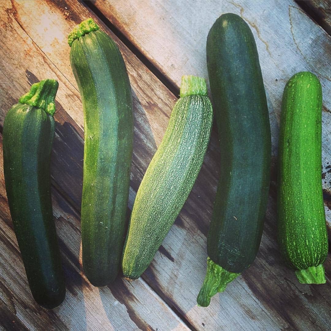 Seed Start | Zucchini - Image 5